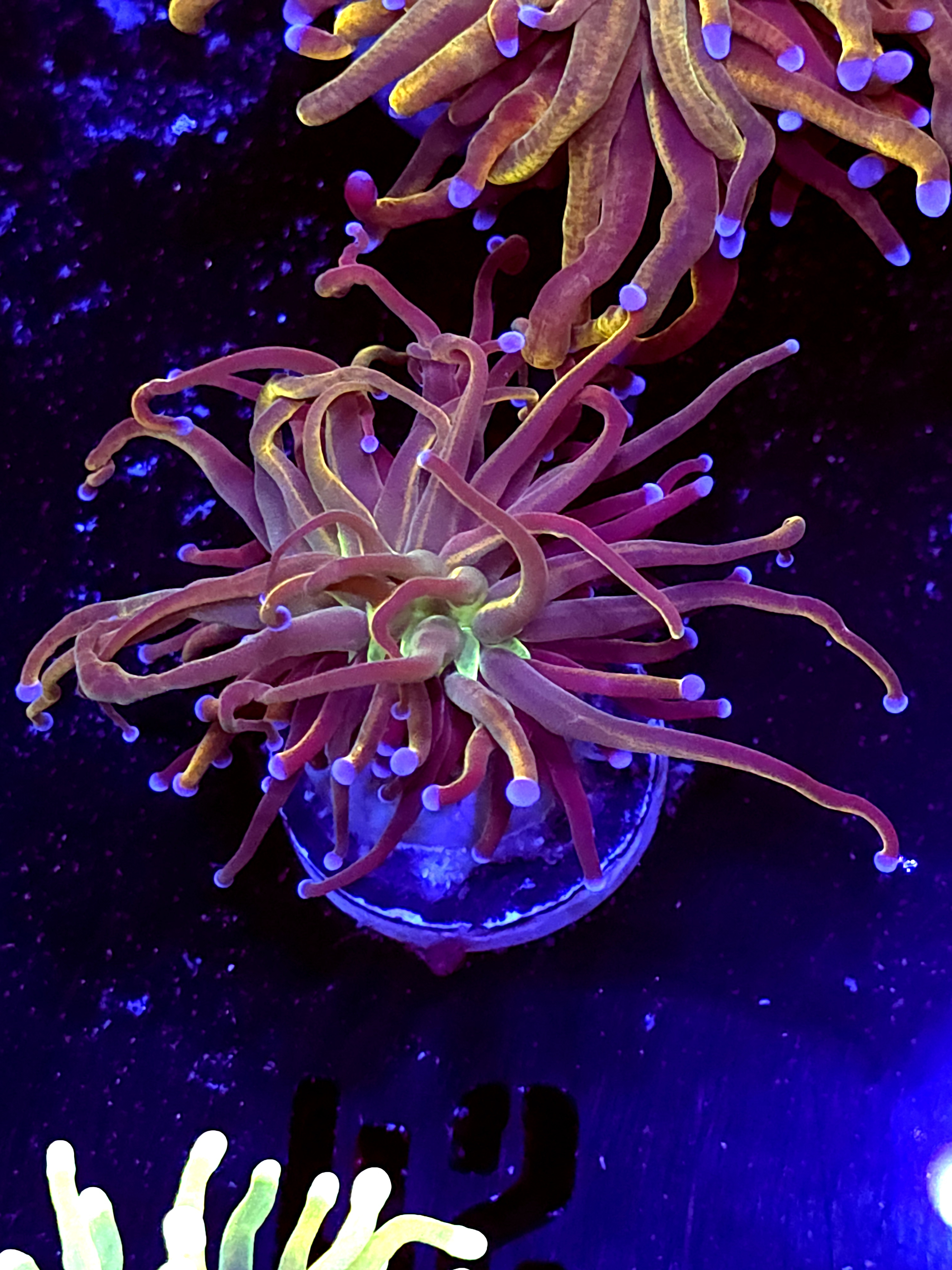 SBB " Goldpool Torch