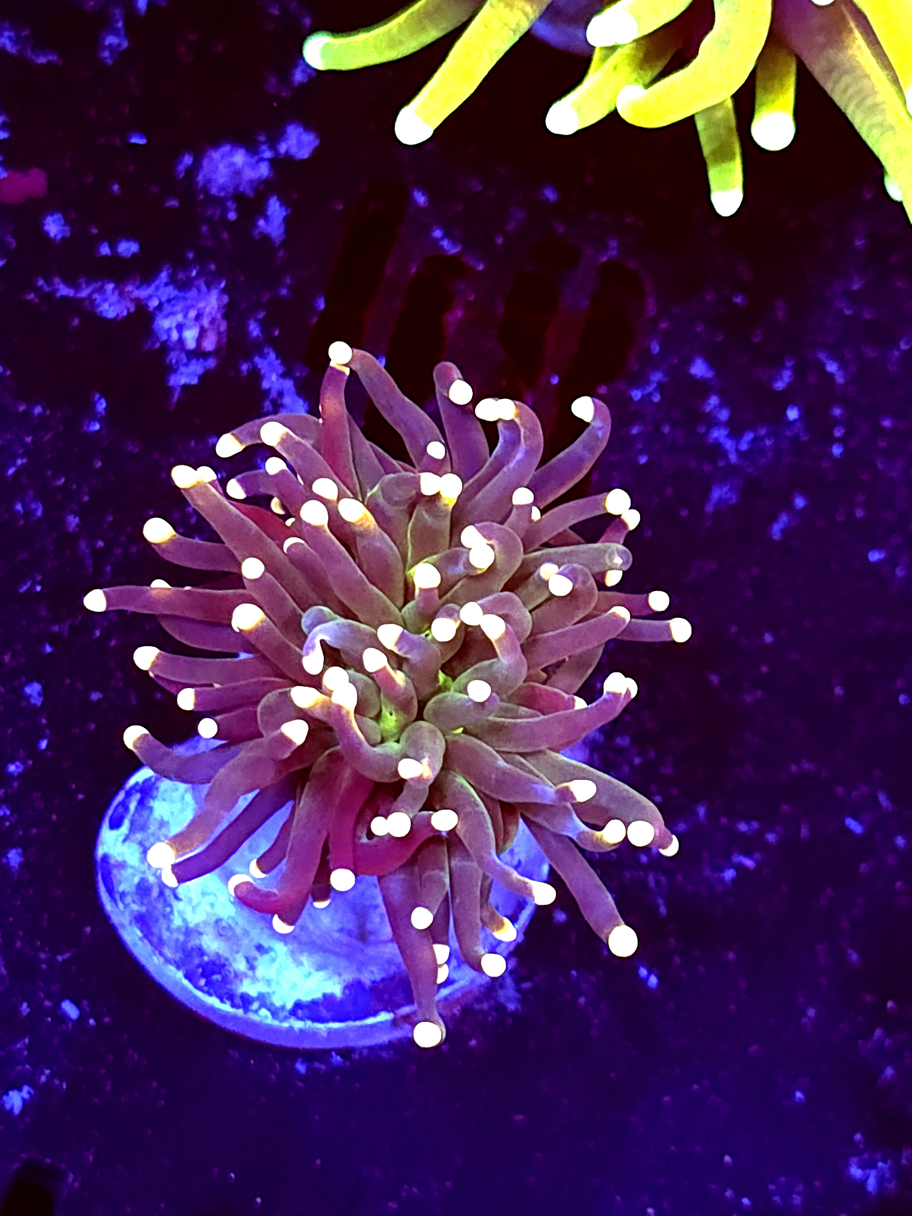 SBB " Artic Jade" Torch