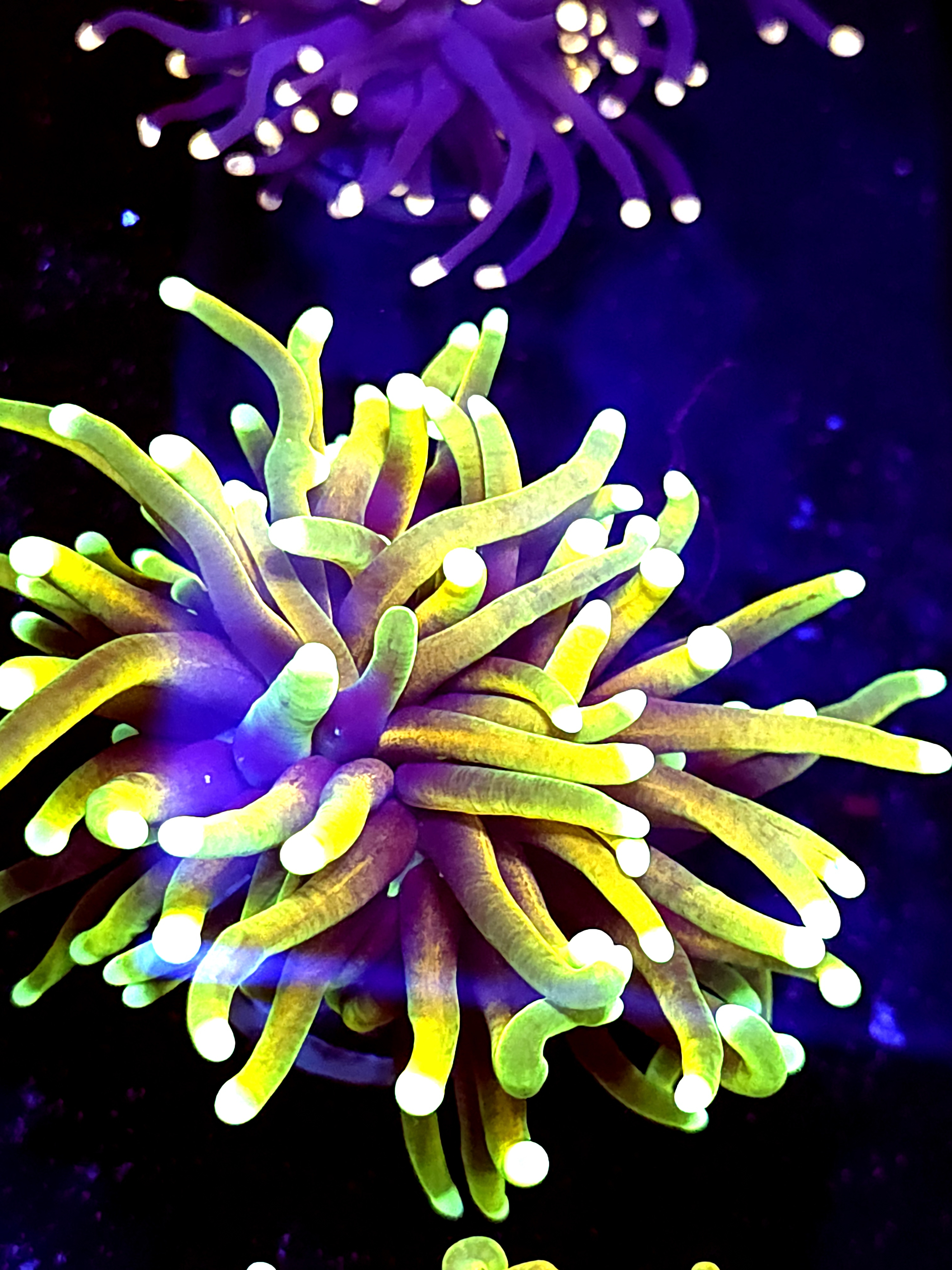 SBB " Dragon Soul" Toch