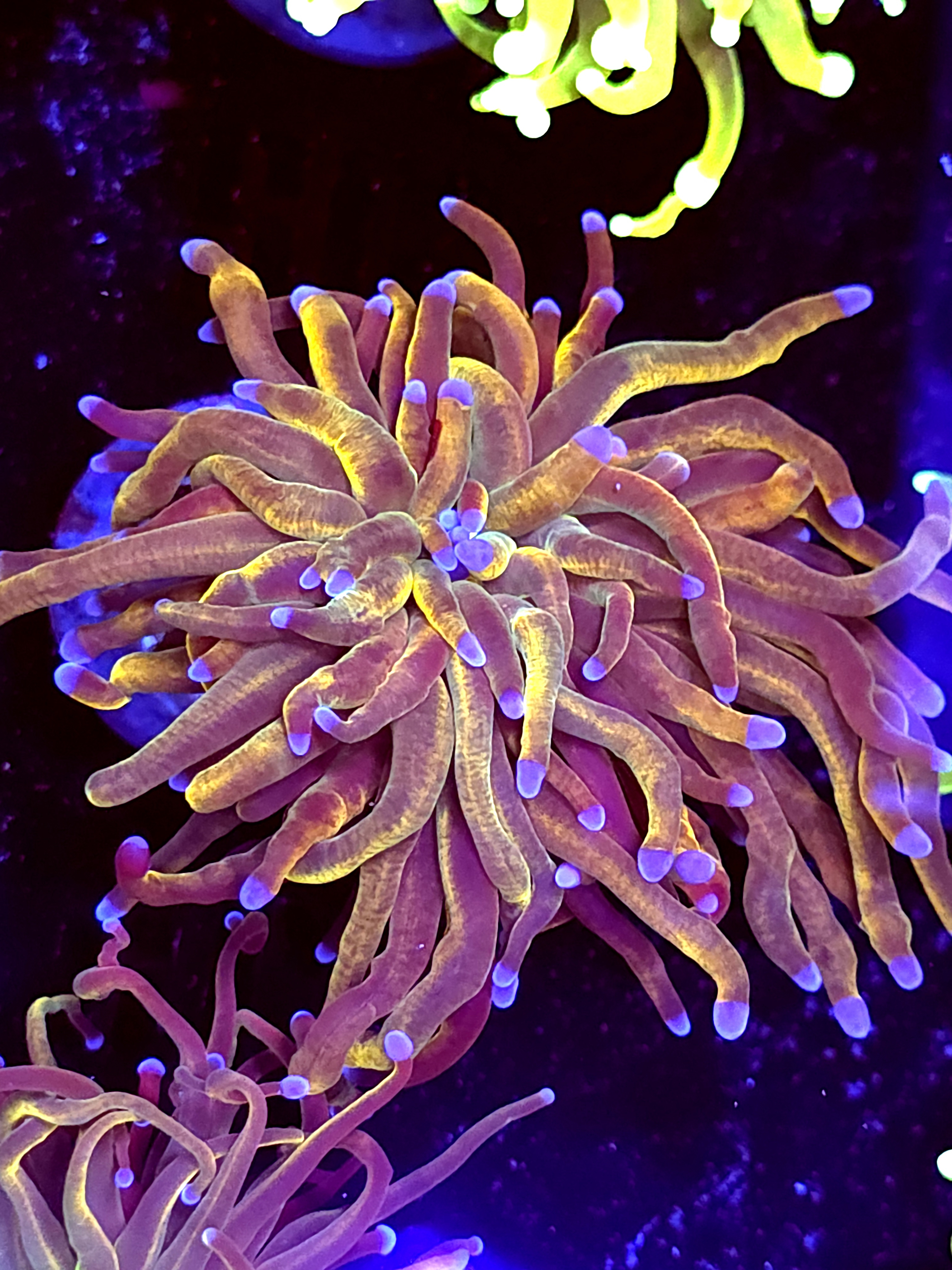 SBB " New York Nicks" Torch