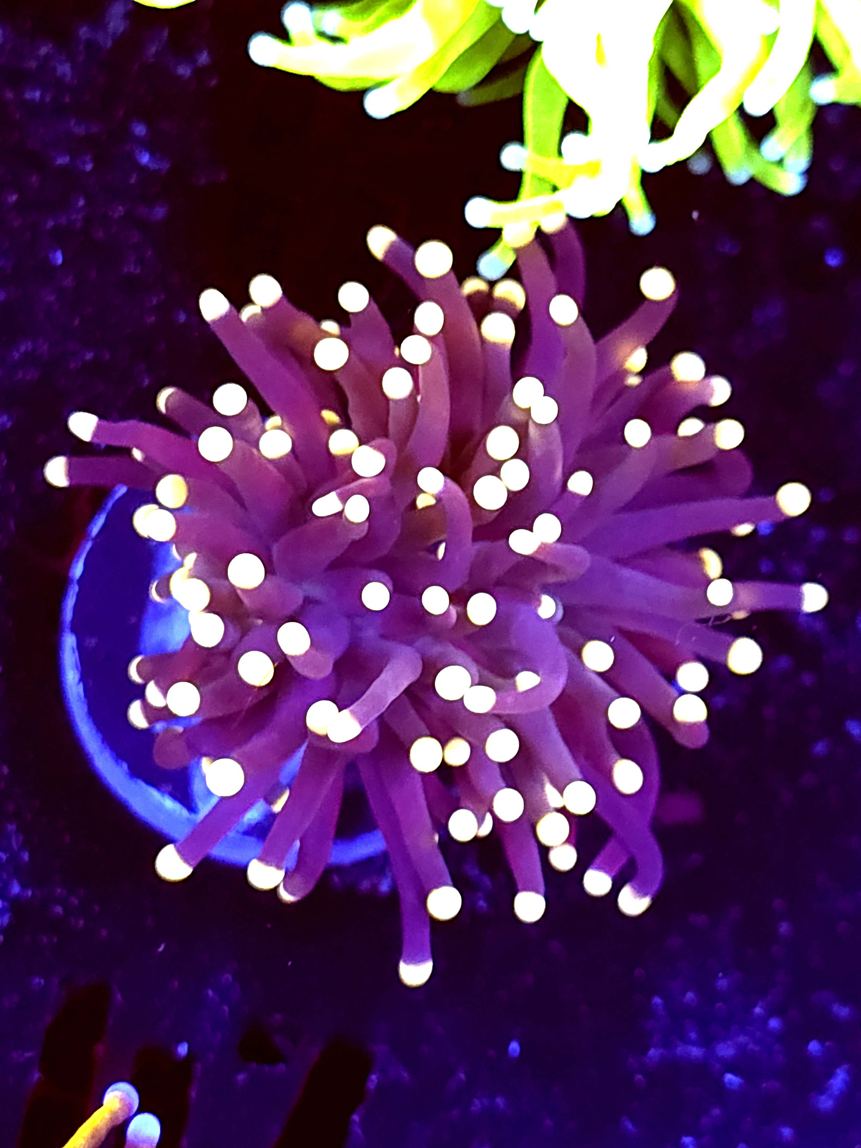 SBB " Artic Jade" Torch