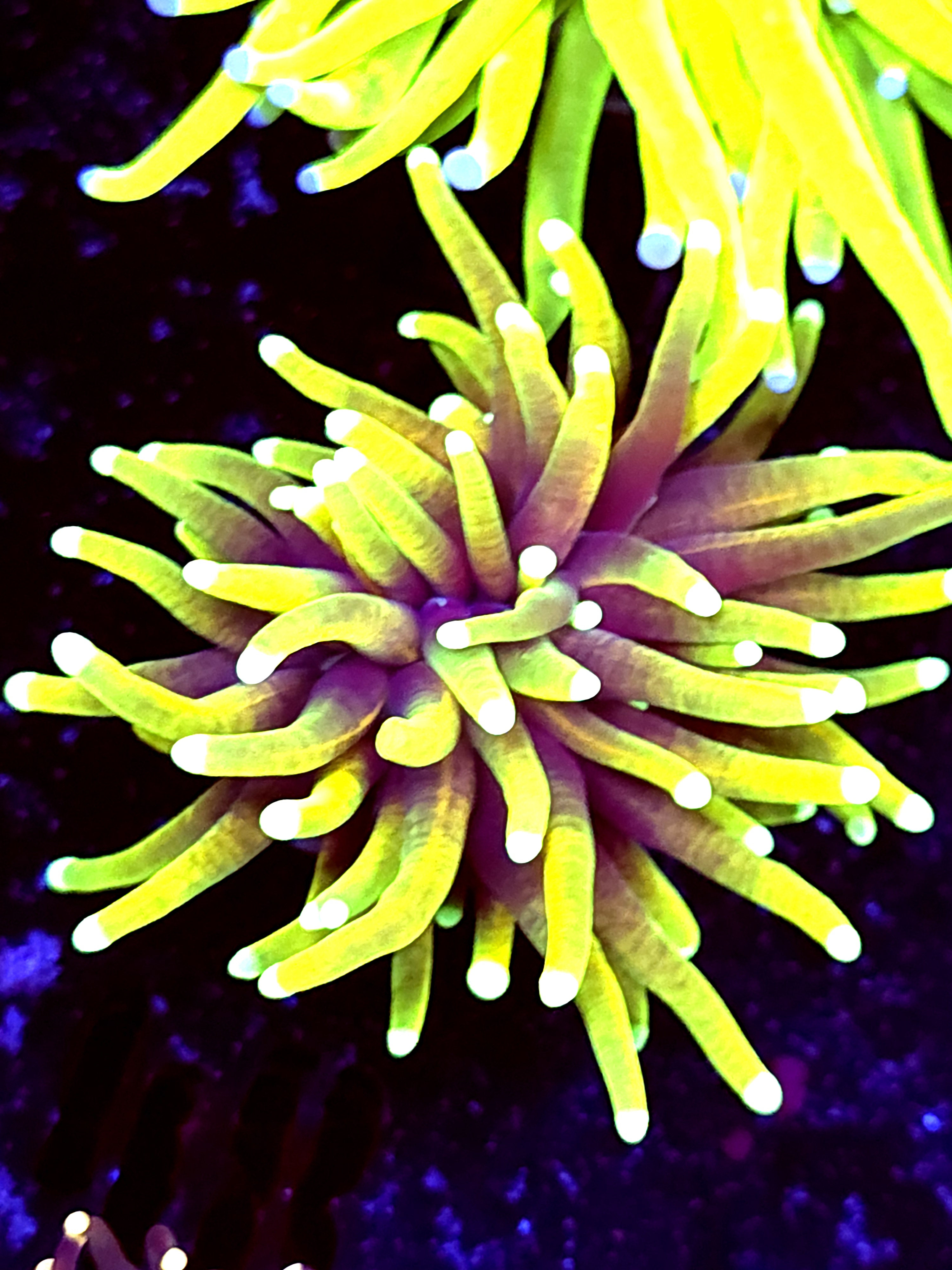 SBB" Hellfire" Torch