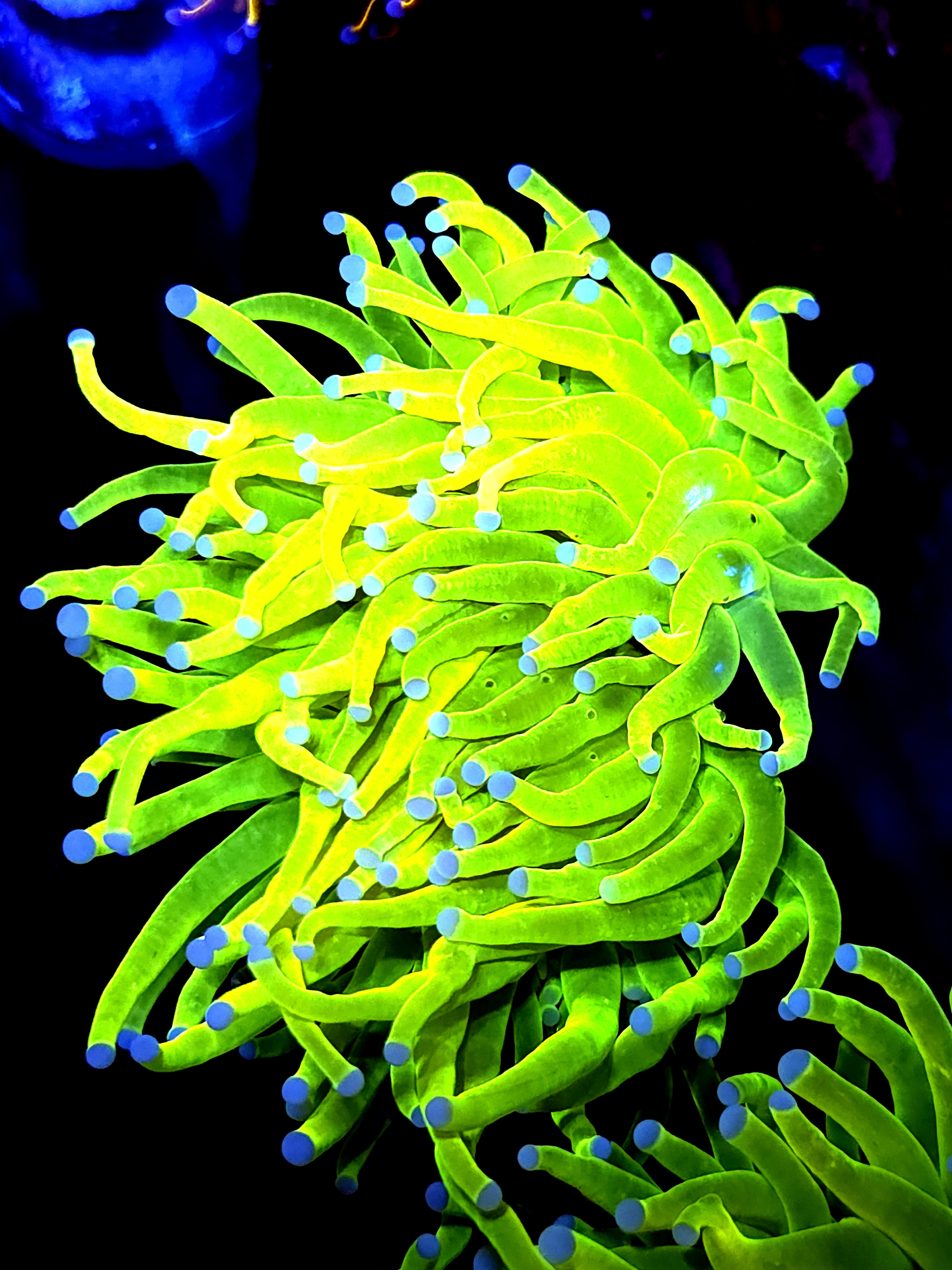 SBB " Bright AF" Holy Grail