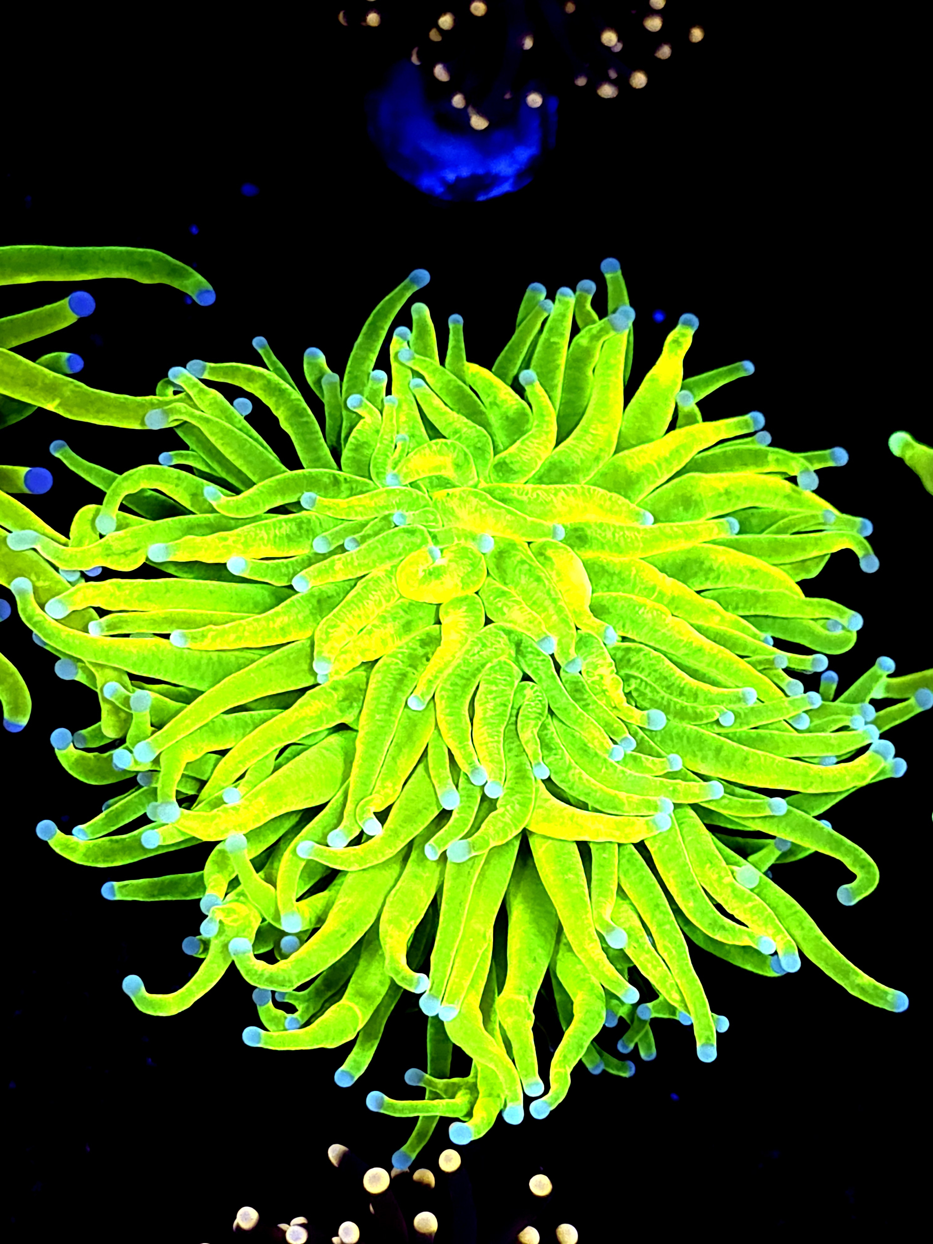 SBB " Bright AF" Holy Grail