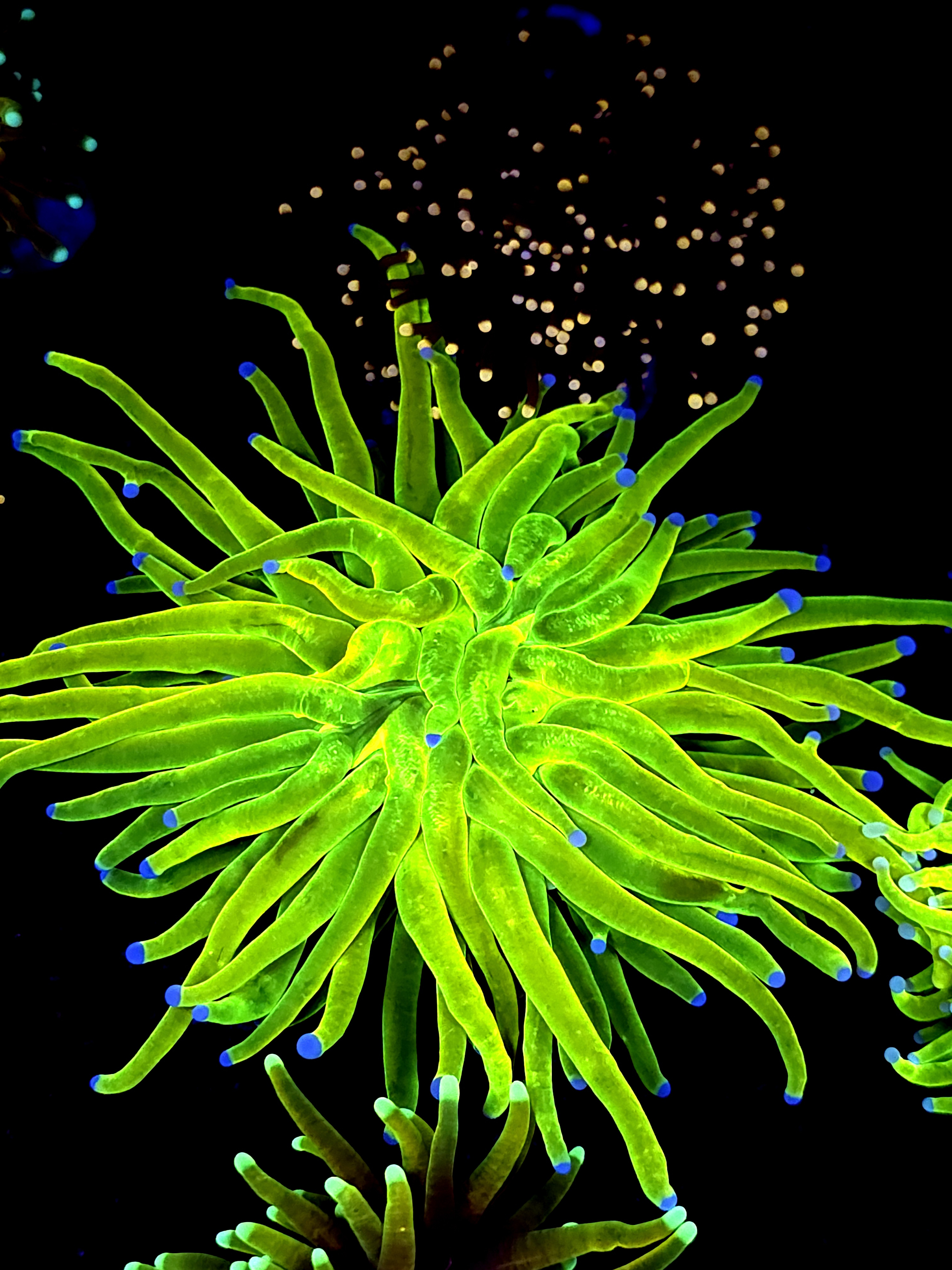 SBB " Bright AF" Holy Grail