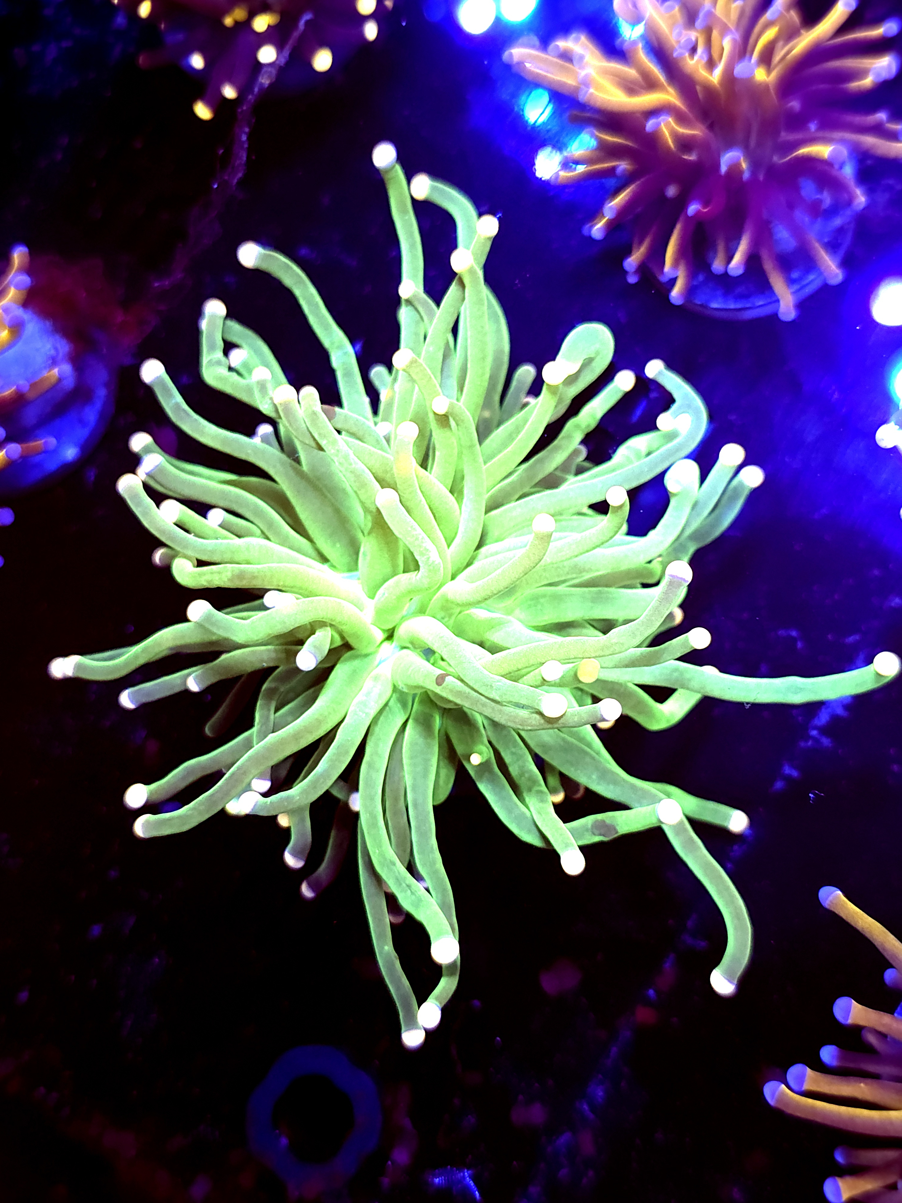 SBB " Keroppi' Torch