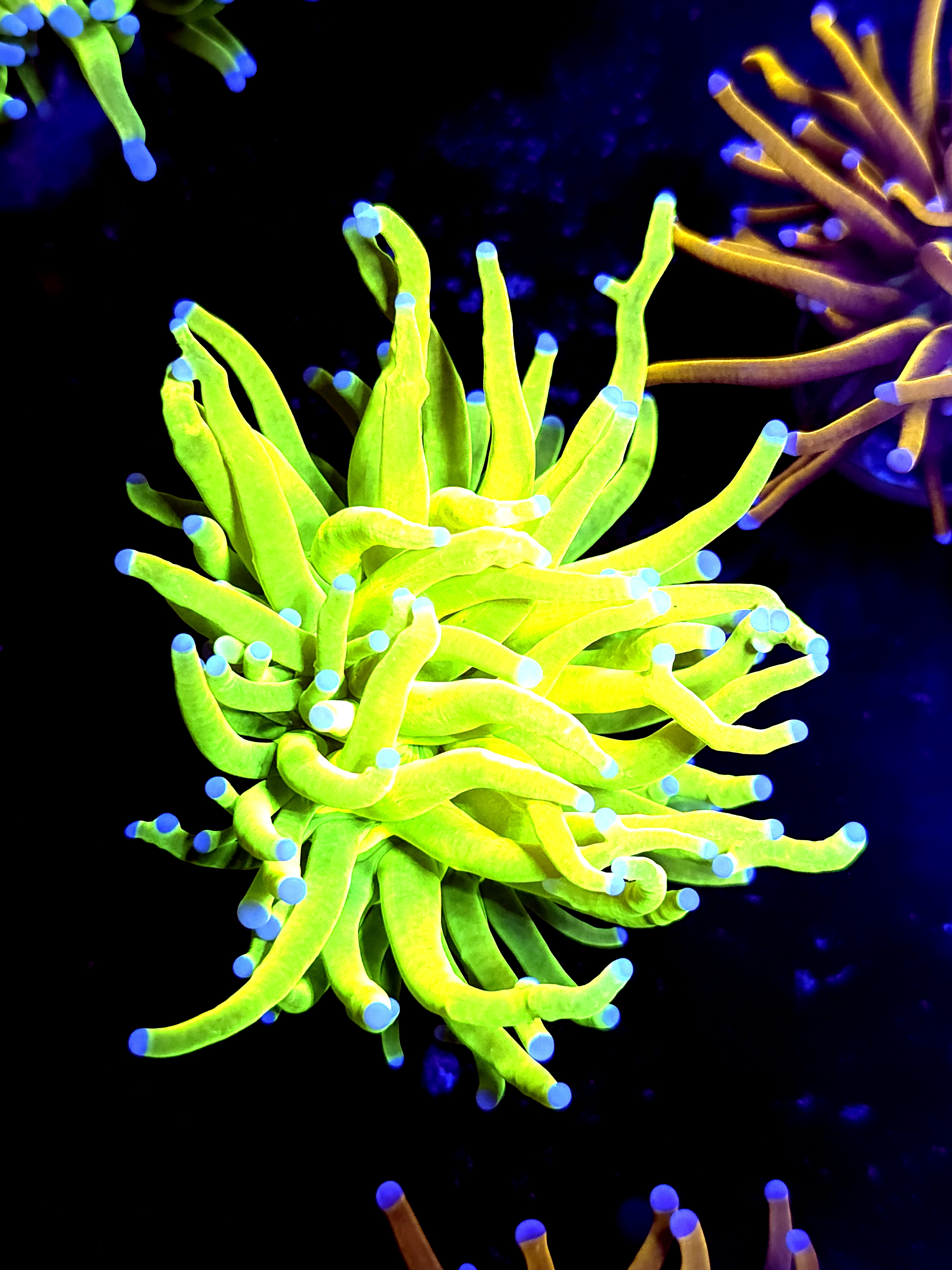 SBB " Bright AF" Holy Grail