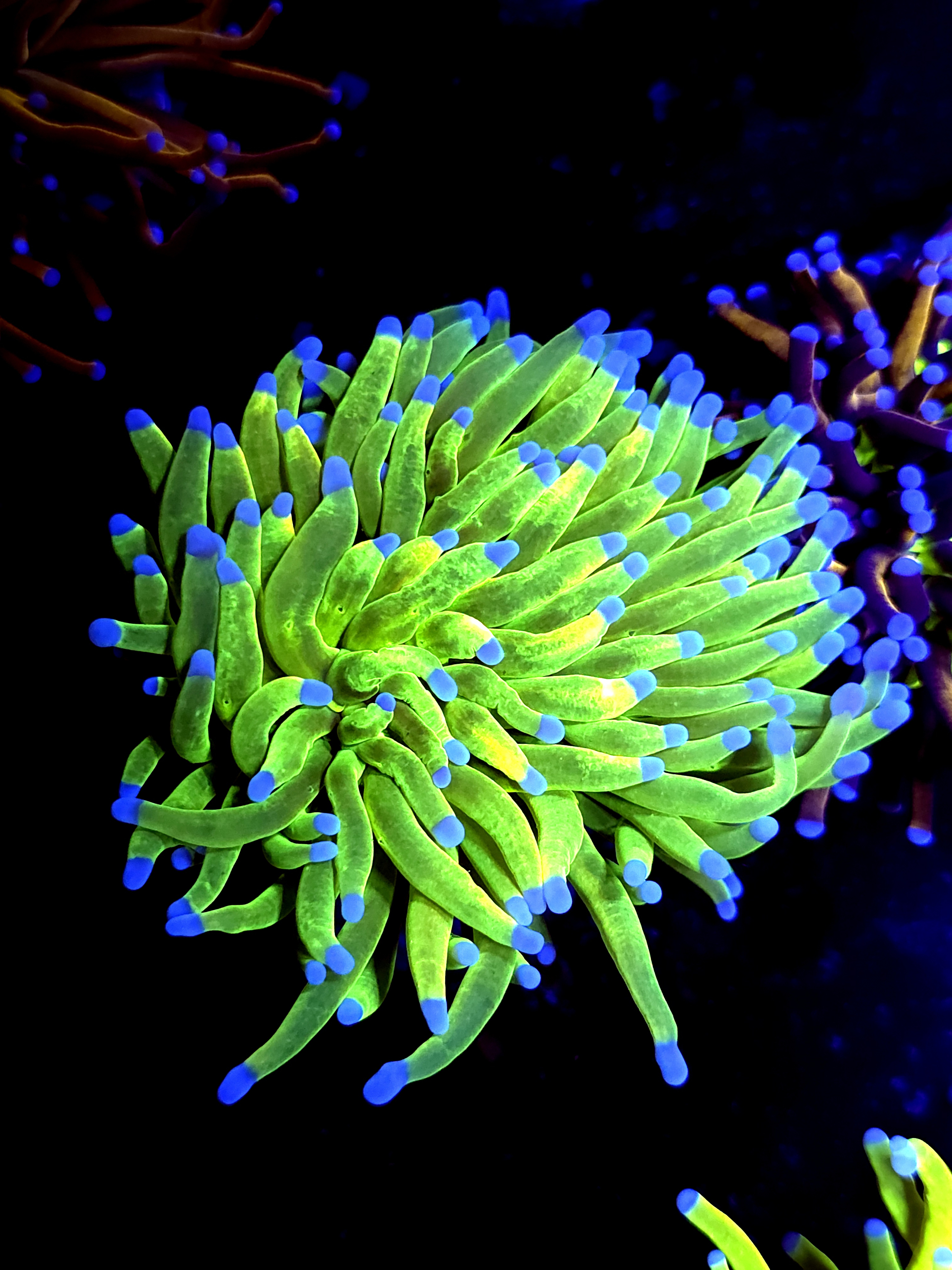 SBB " Nickolodian" Torch