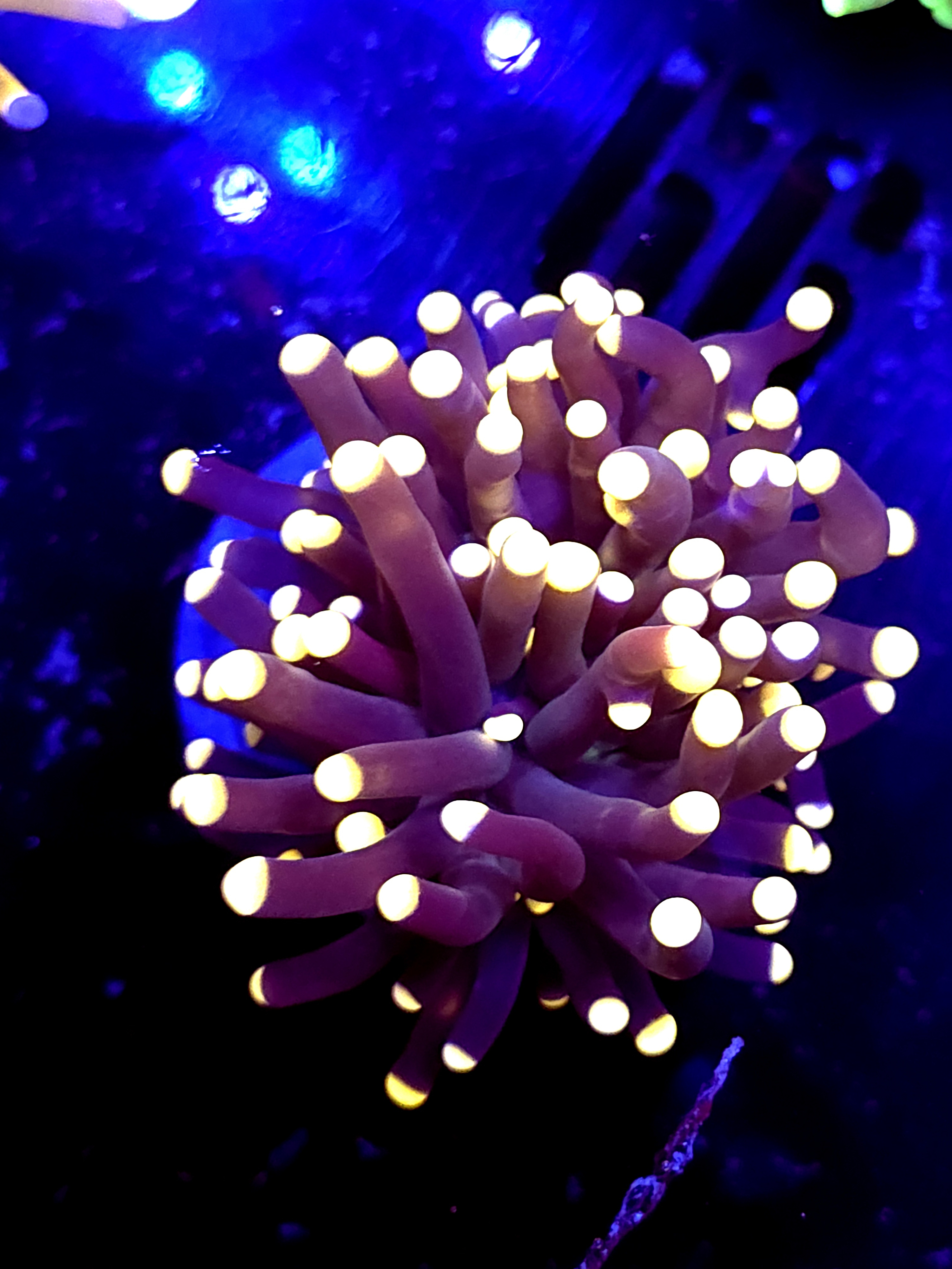 SBB " Black Panther" Torch