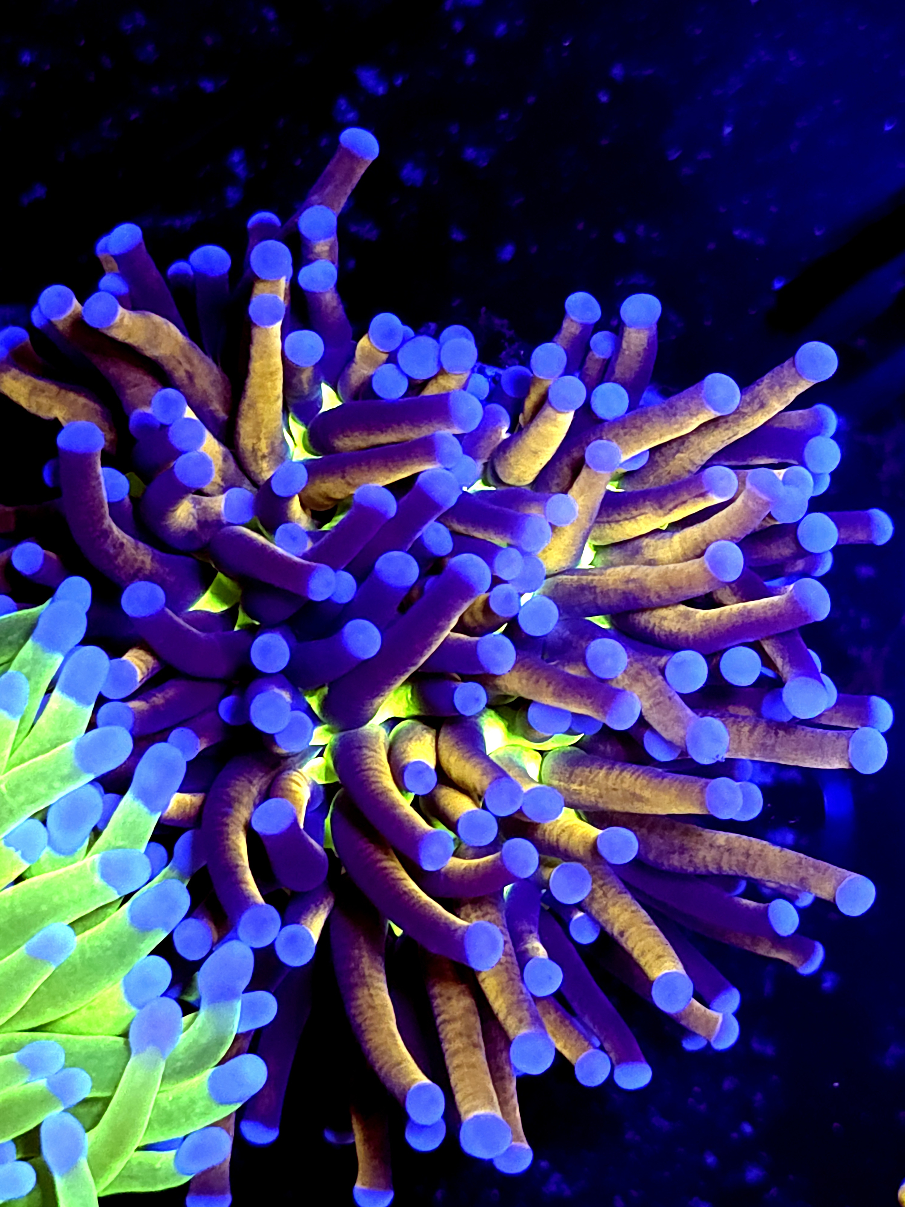 SBB " Ghost Busters' Torch