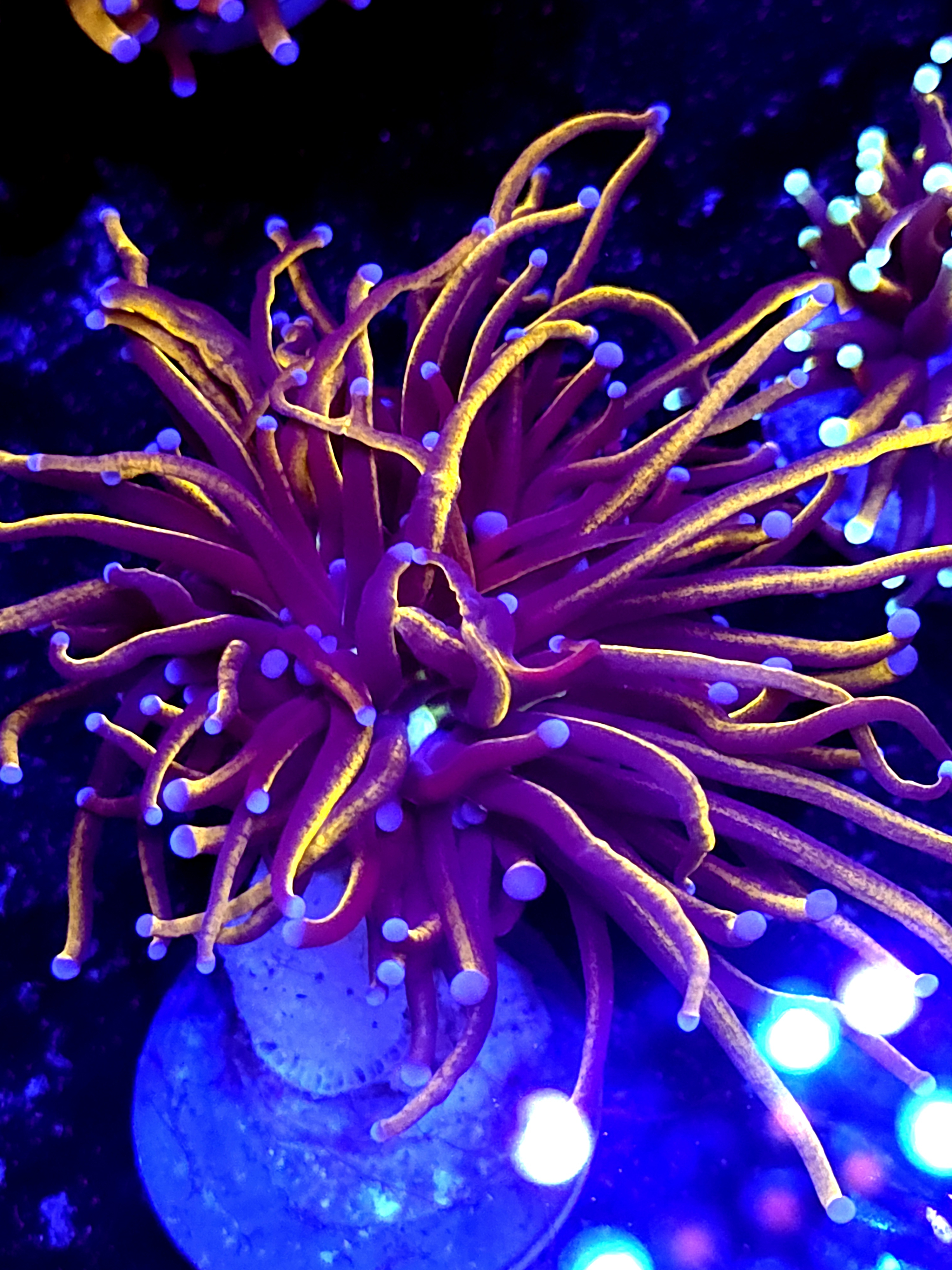 SBB " New York Nicks" Torch