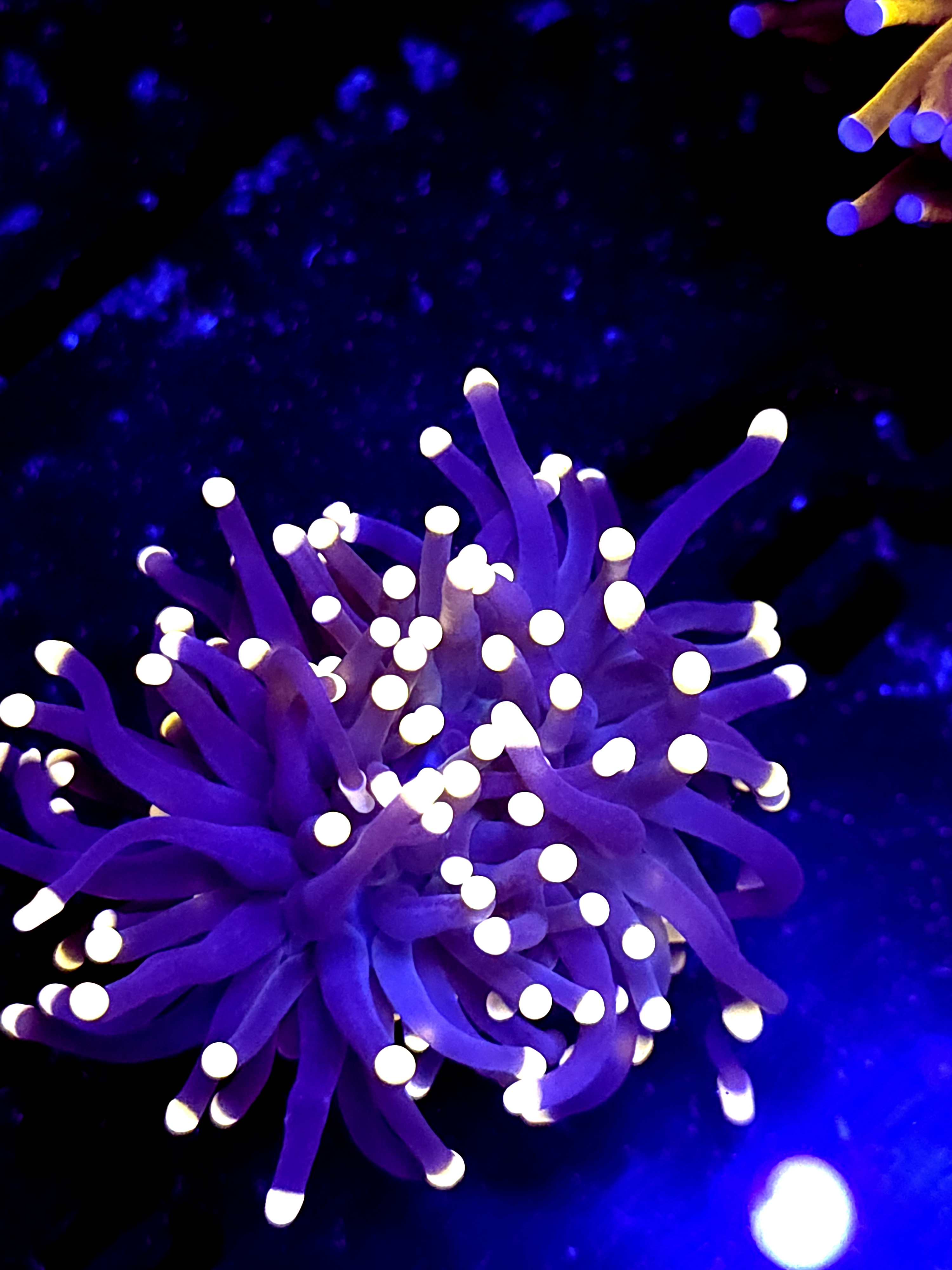 SBB " Black Panther" Torch