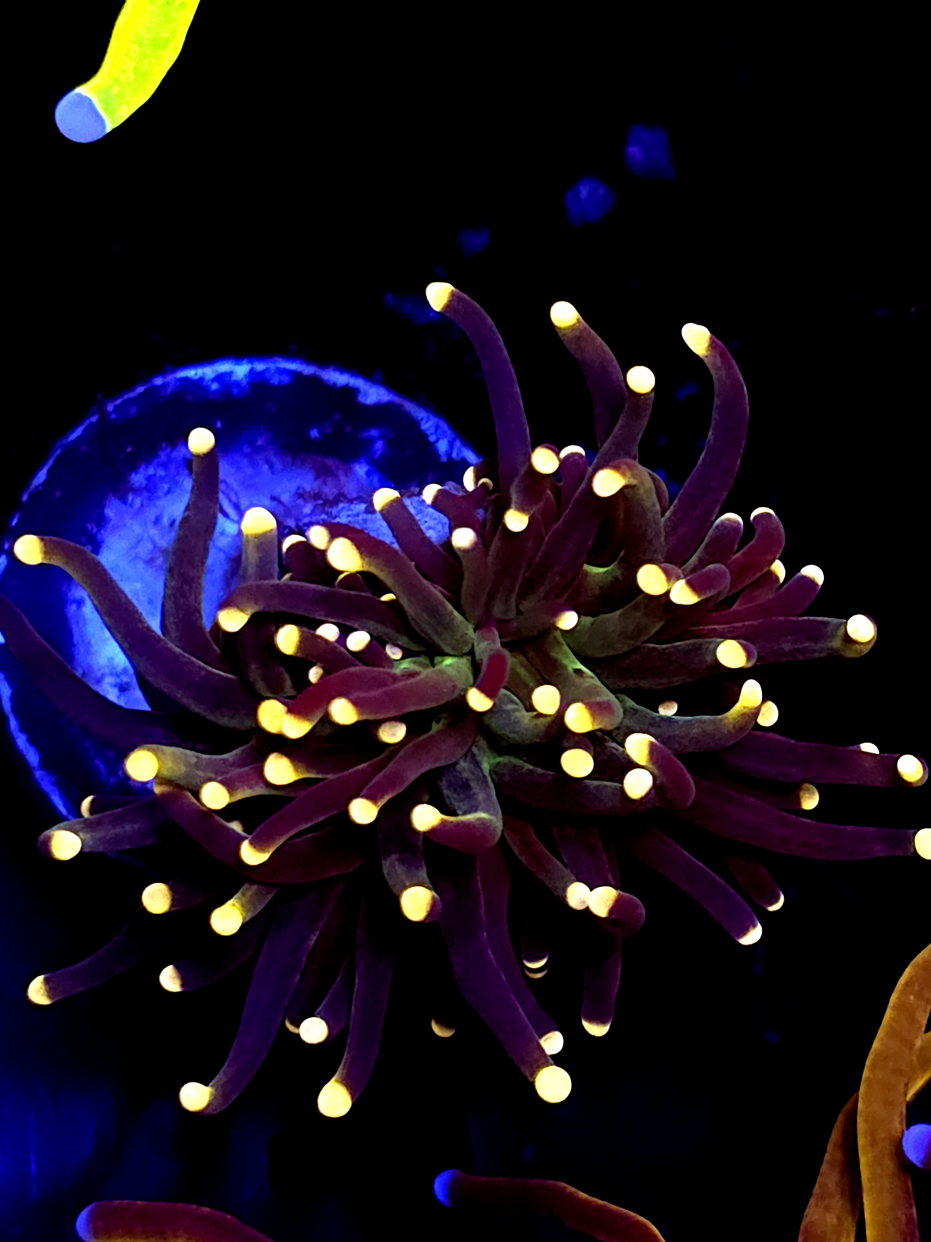 SBB " Artic Jade" Torch