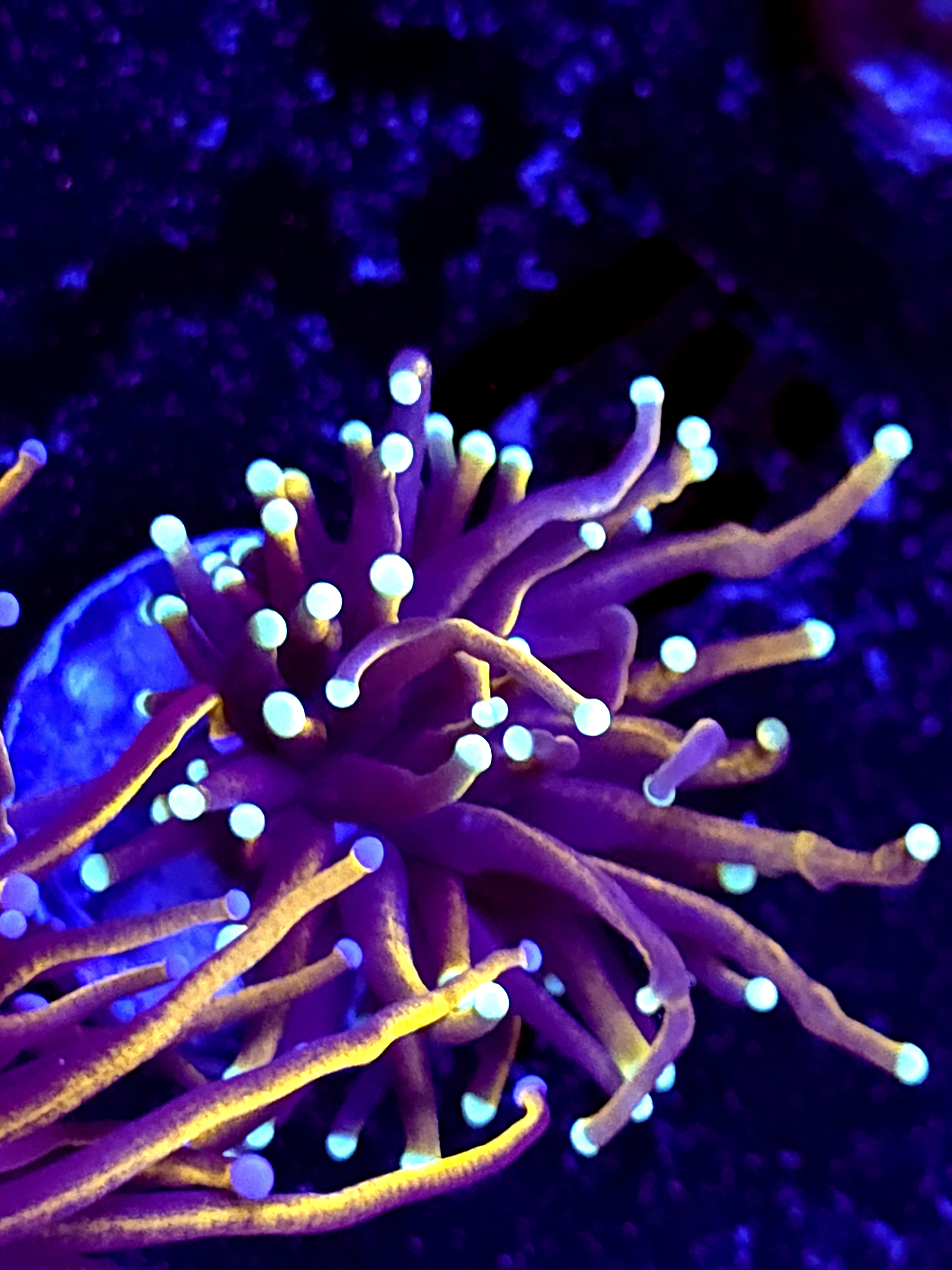 SBB " Dr Strange" Torch