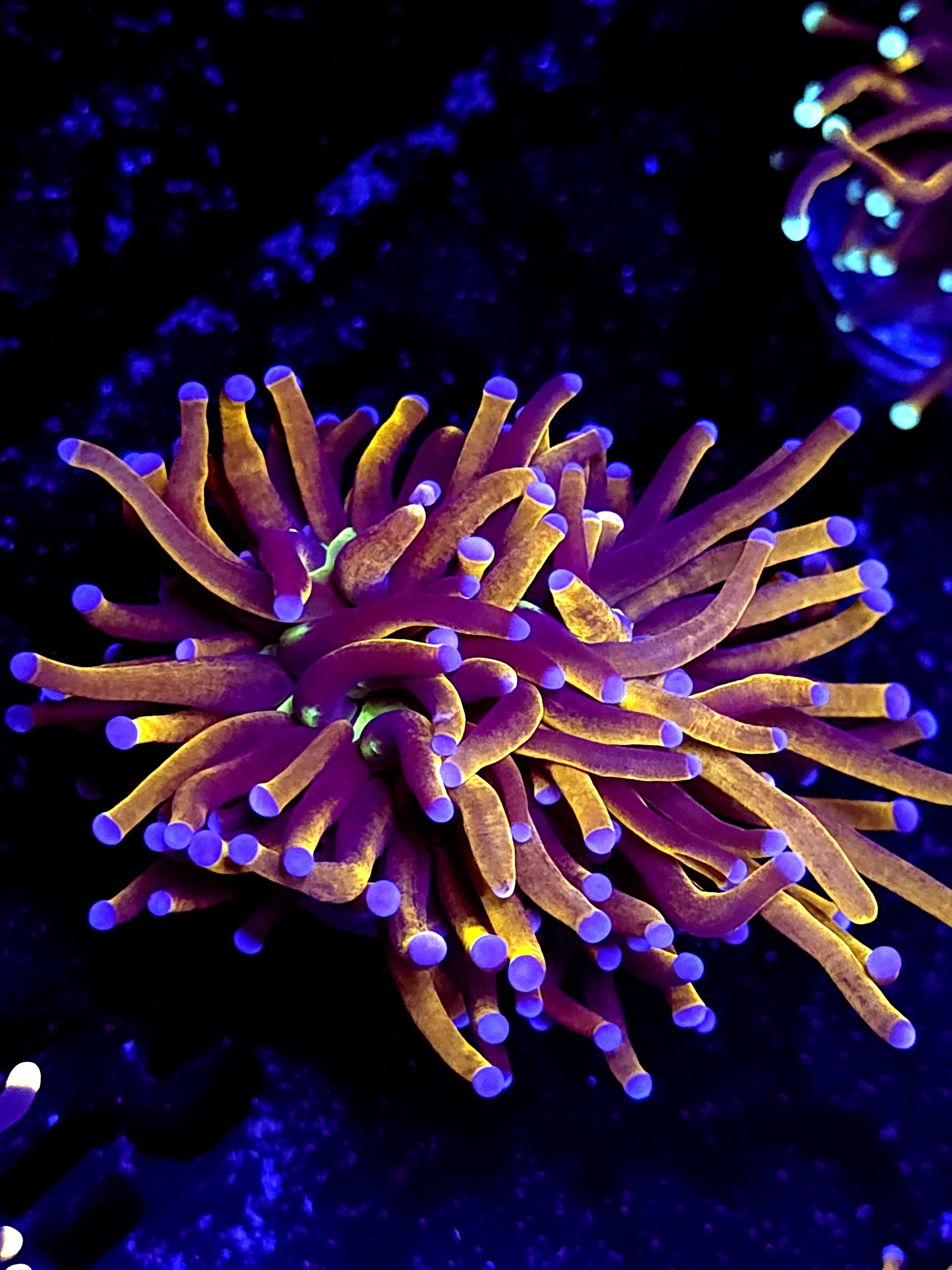 SBB " New York Nicks" Torch