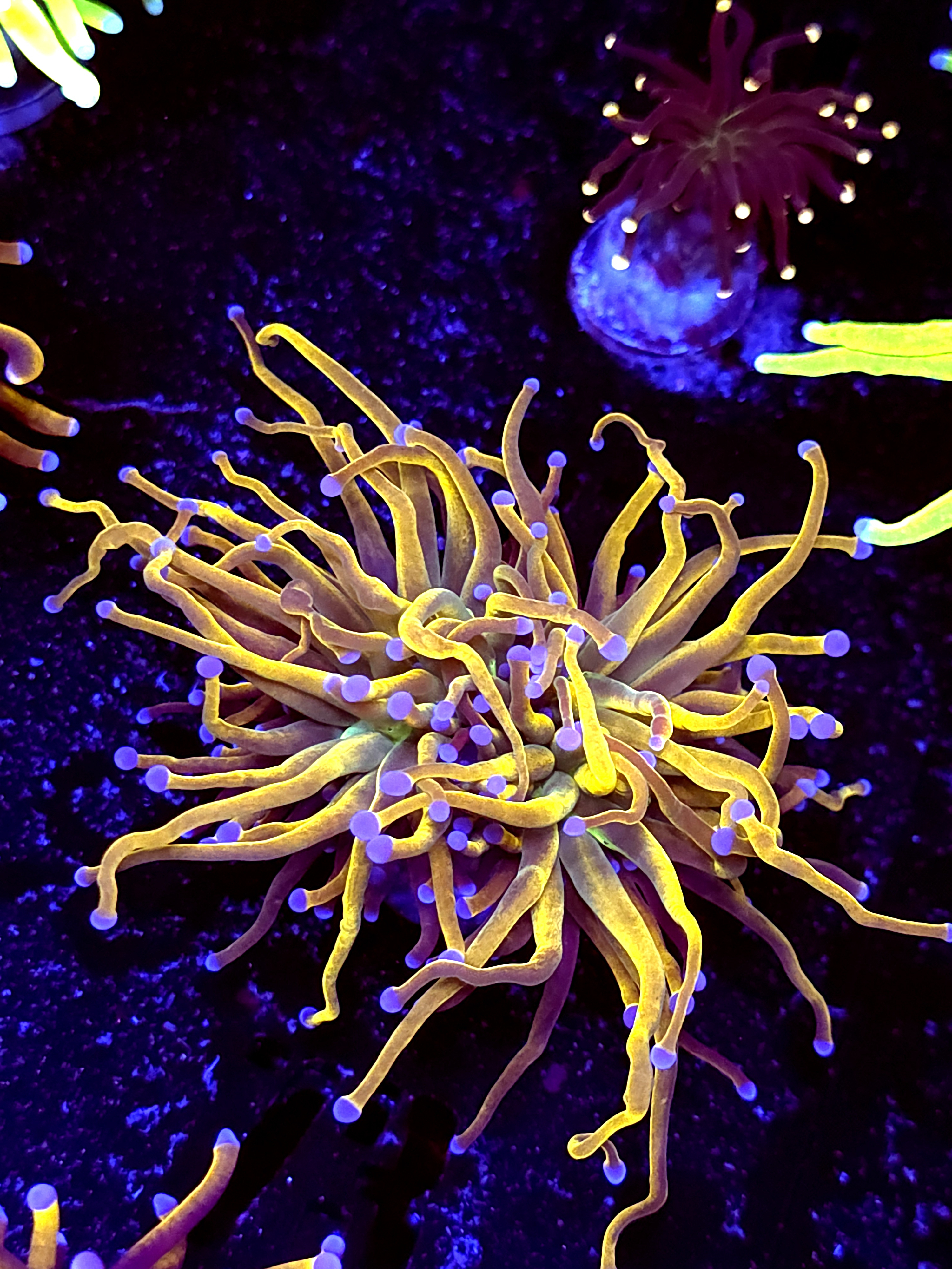 SBB " Funky Funkey" Torch