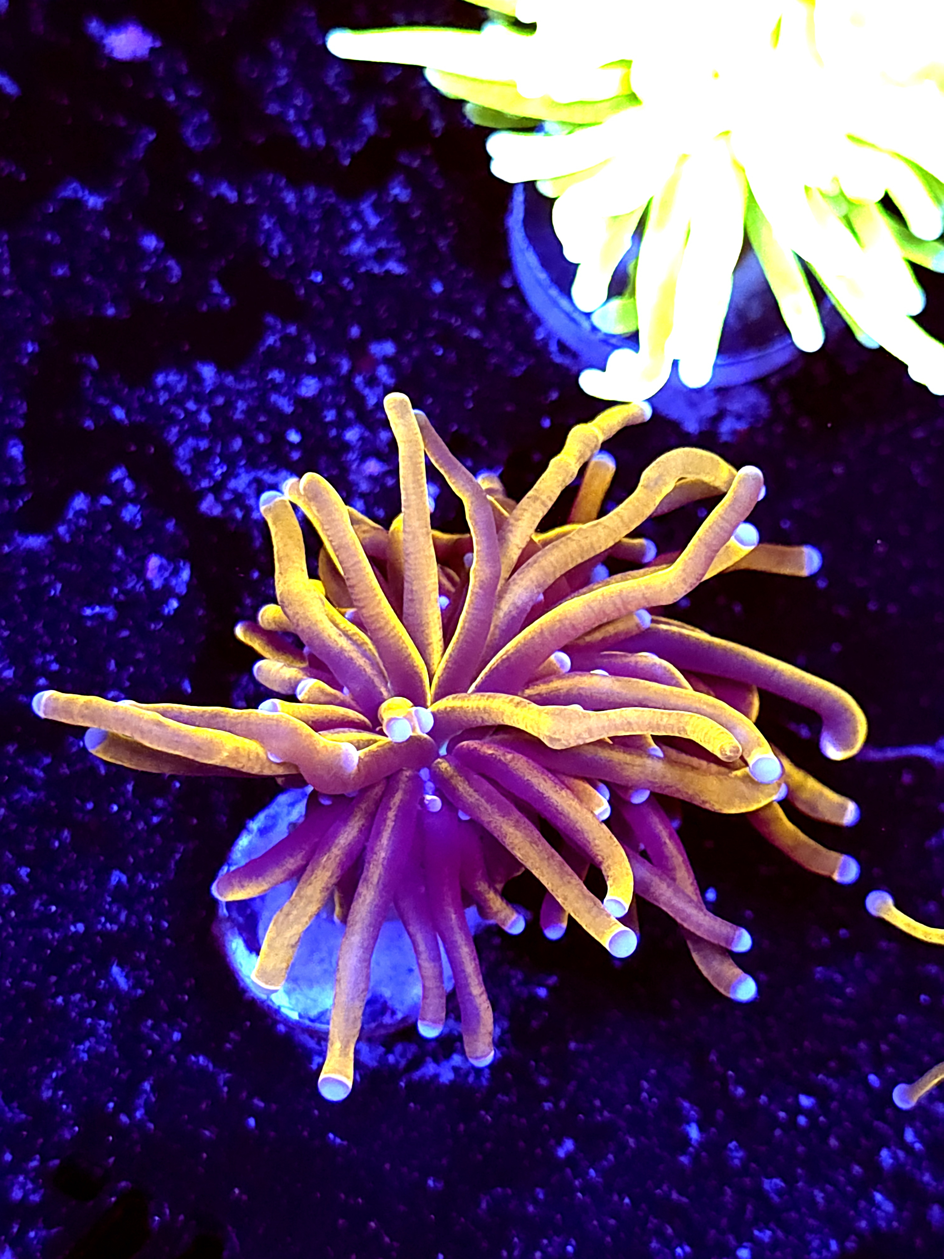 SBB " Dr Strange" Torch