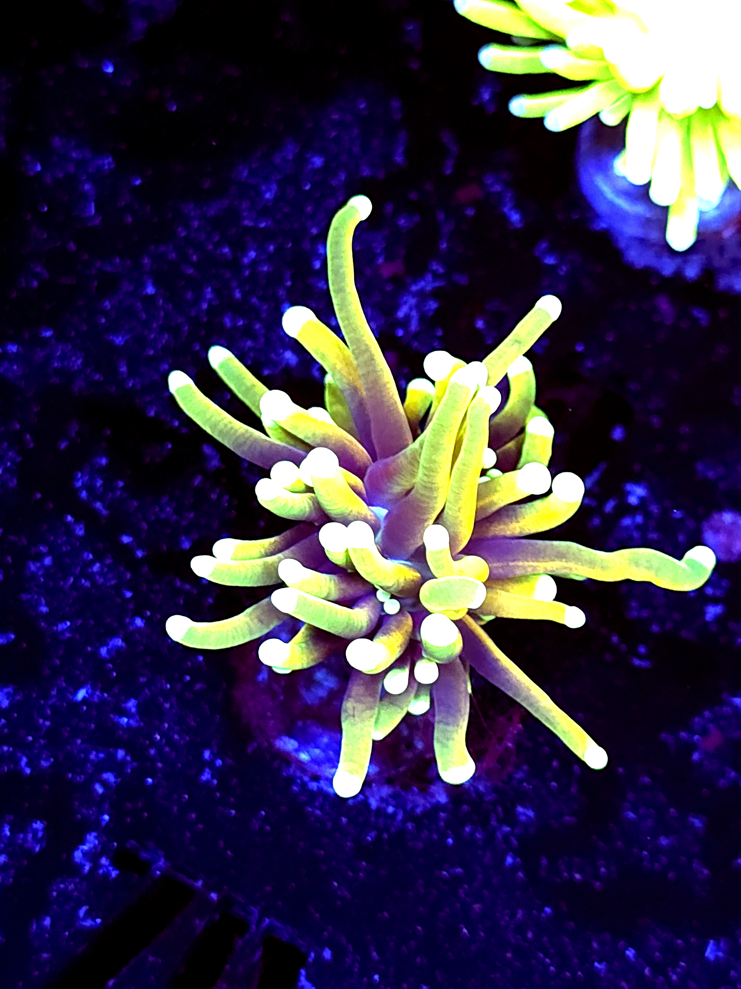 SBB " Hellfire" Torch