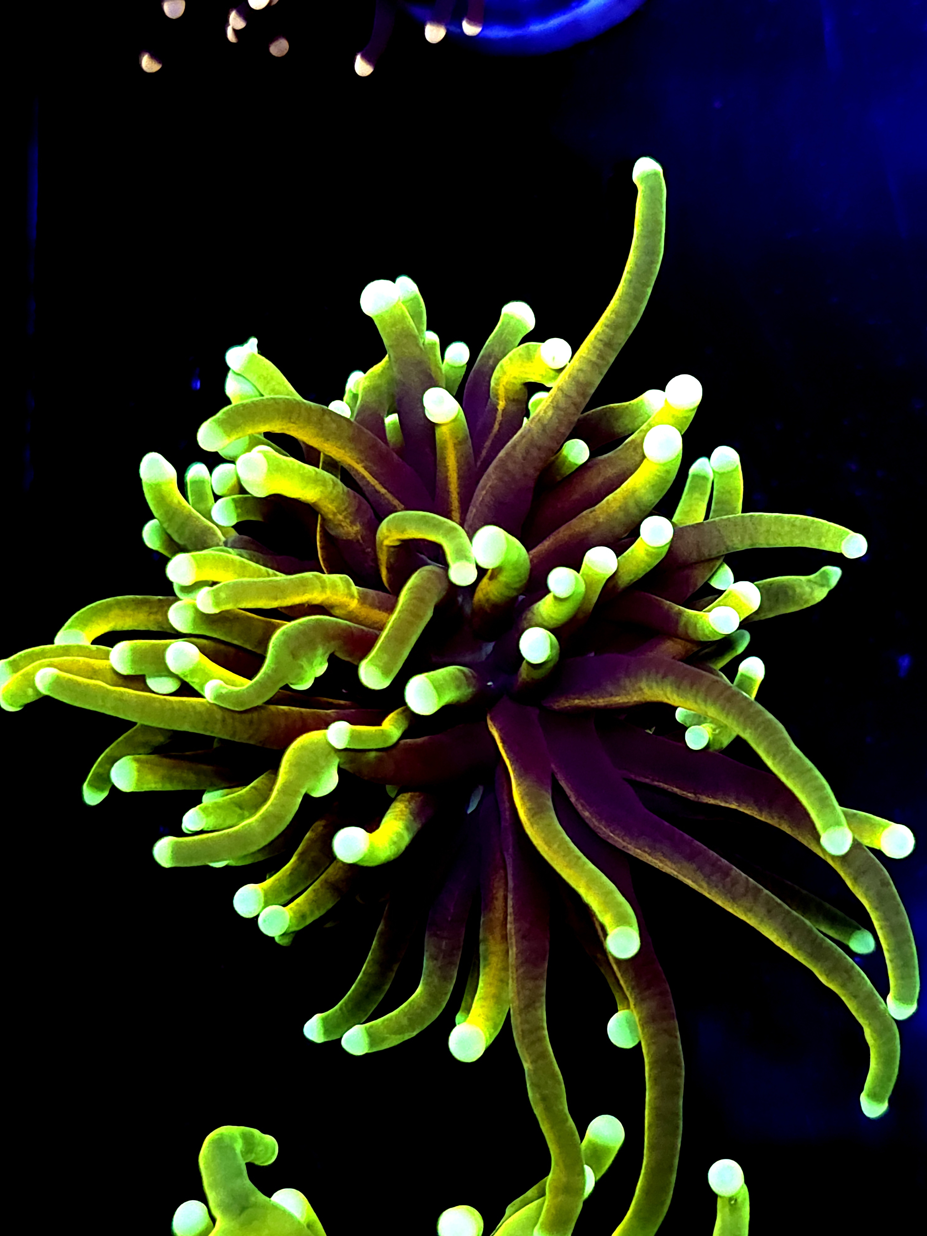 SBB " Dragon Soul" Toch