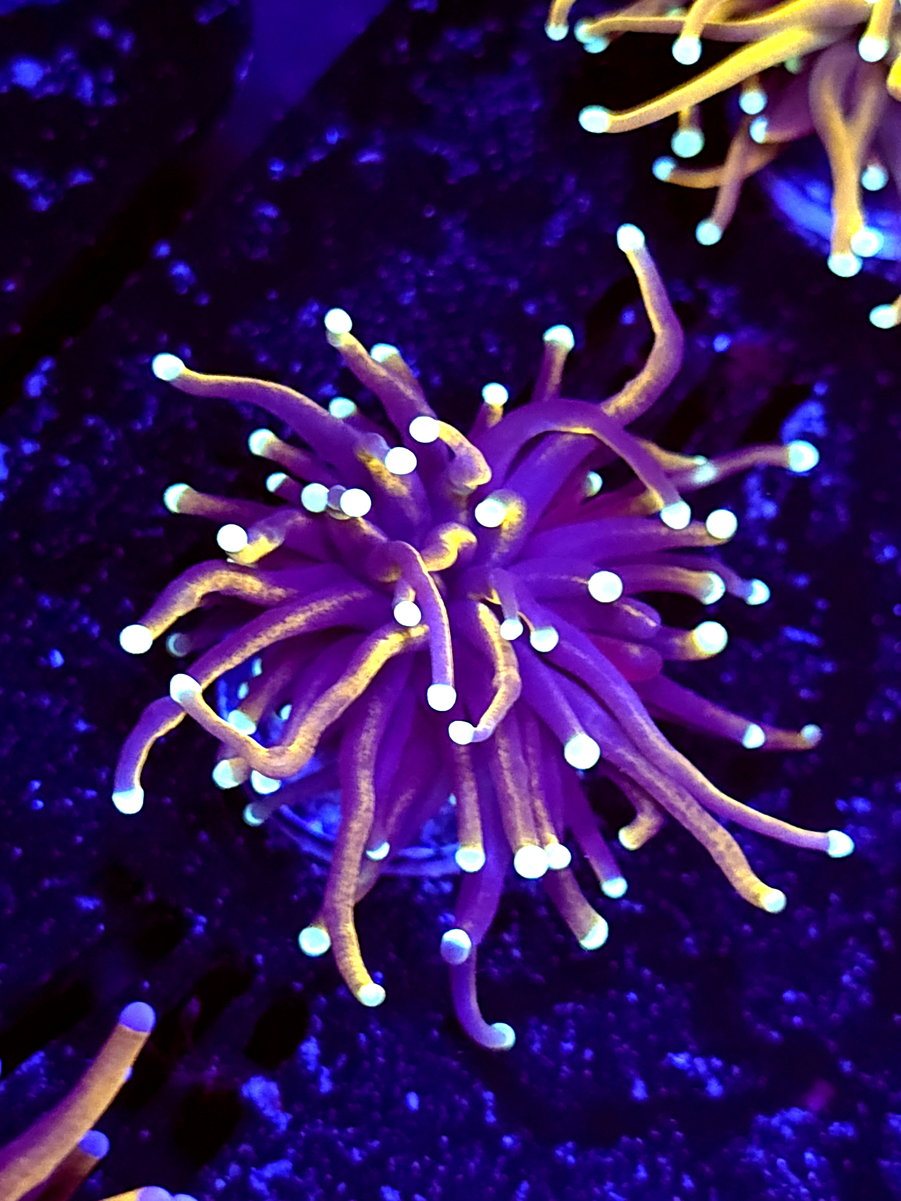 SBB " Dr Starnge" Torch