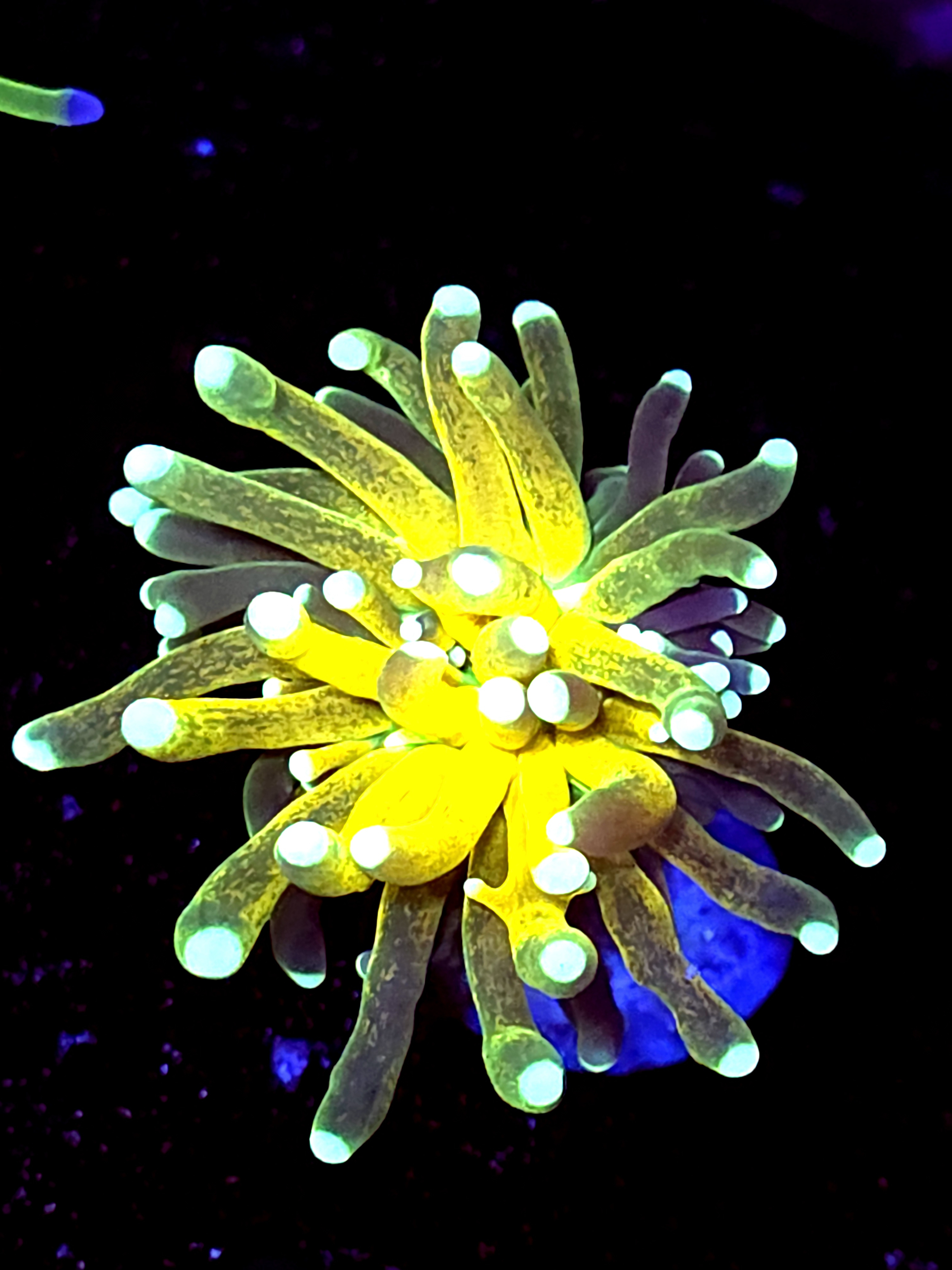 SBB " Yellow Graft" Tiger Torch