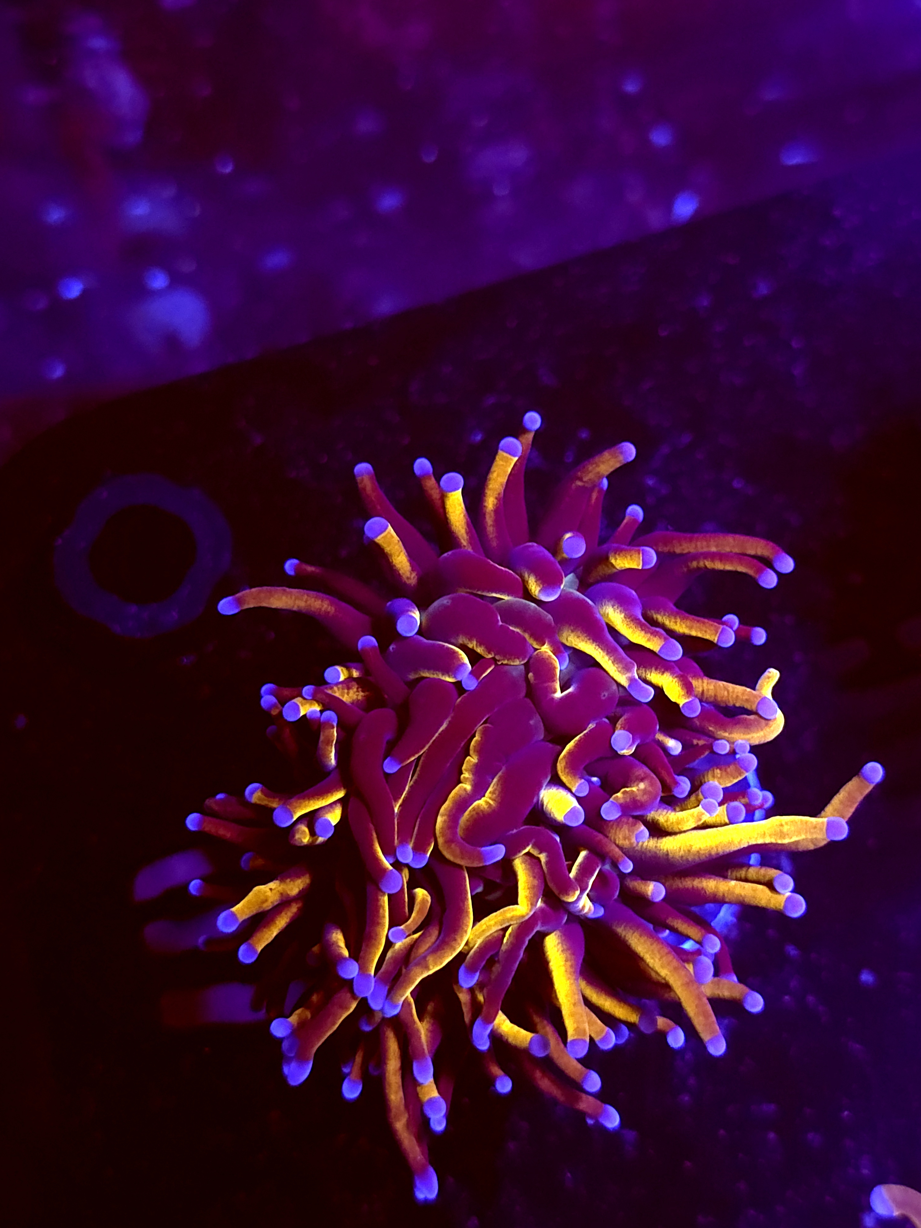 SBB " New York Nicks" Torch