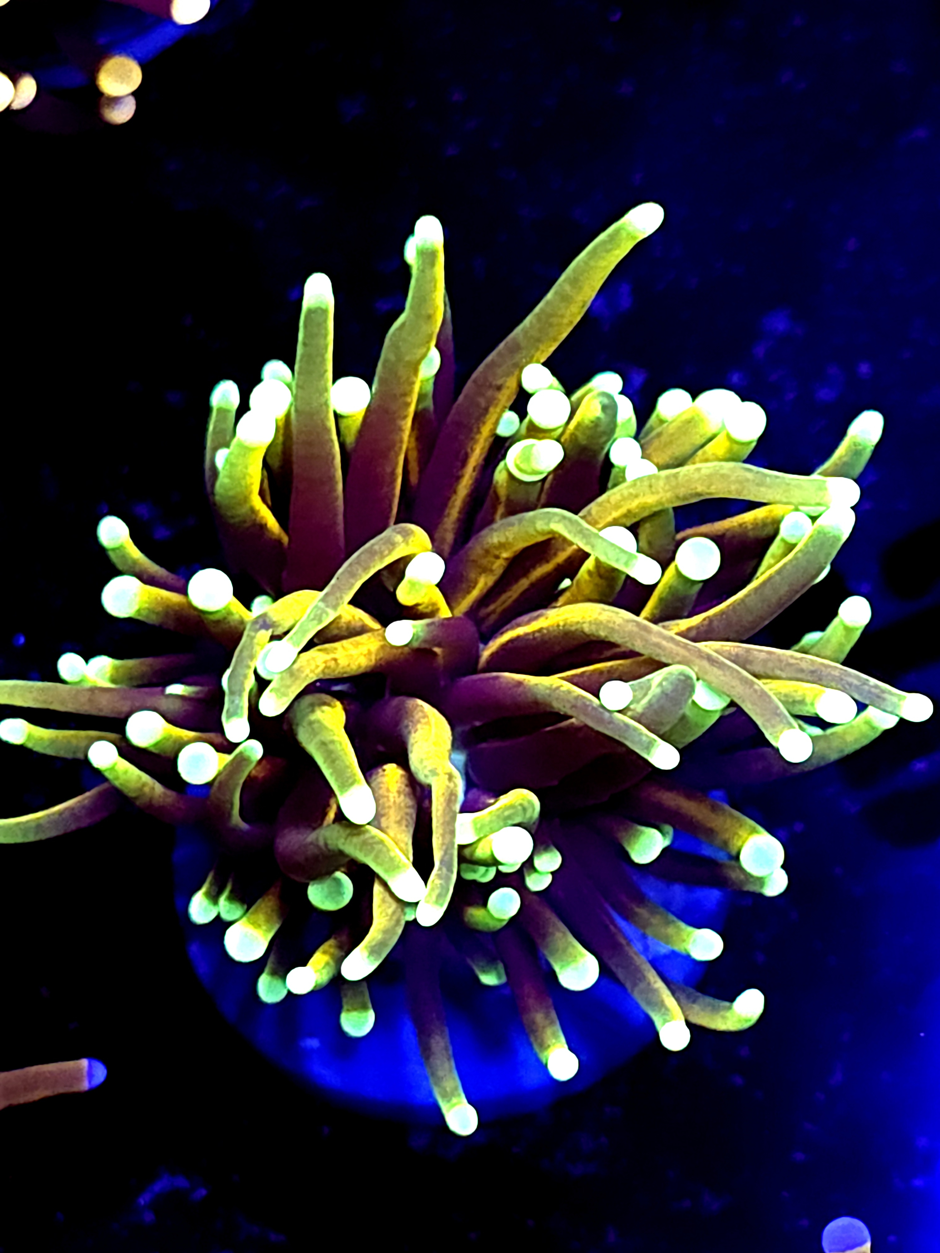 SBB " Dragon Soul" Toch