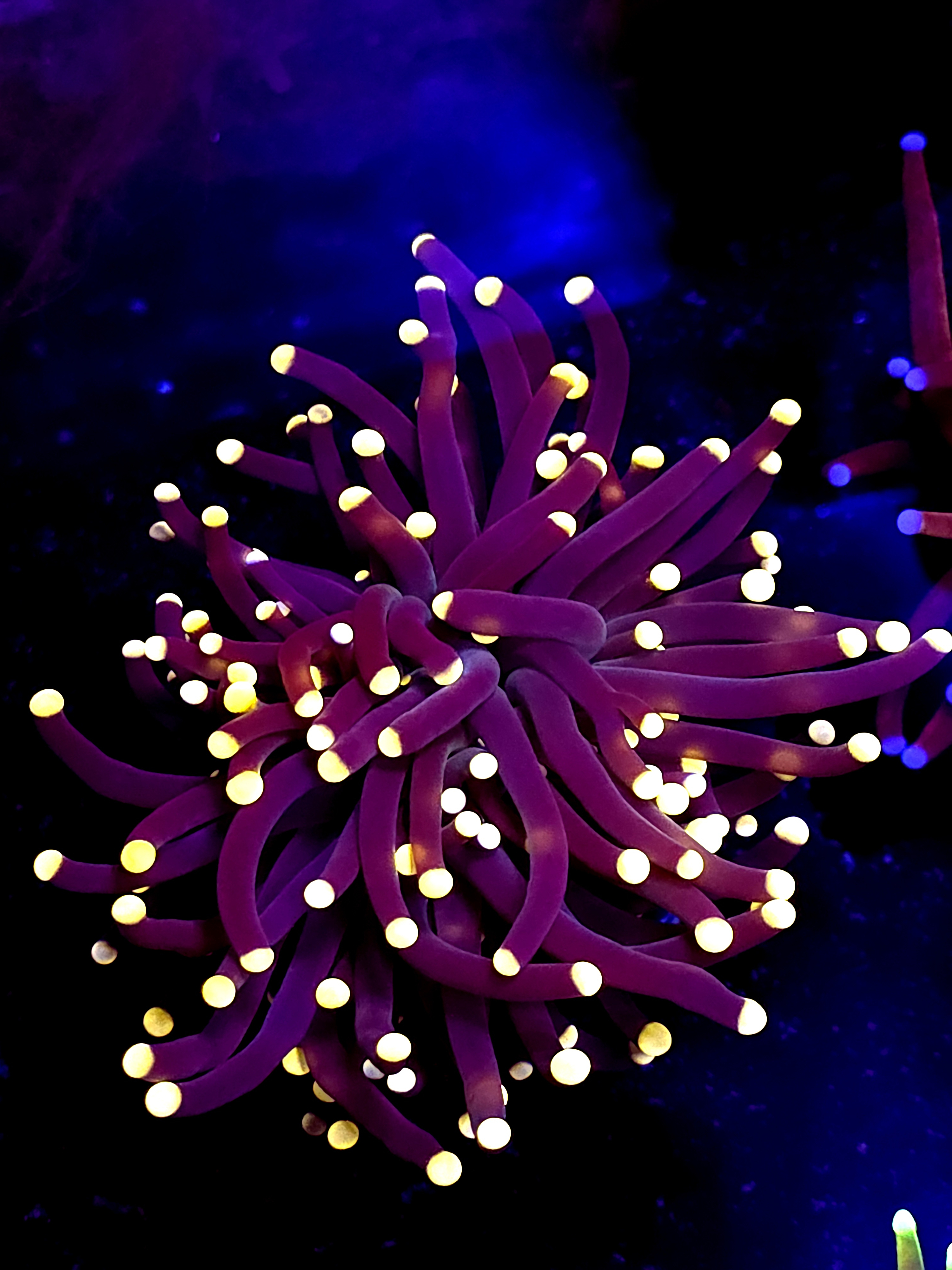 SBB " Black Panther" Torch