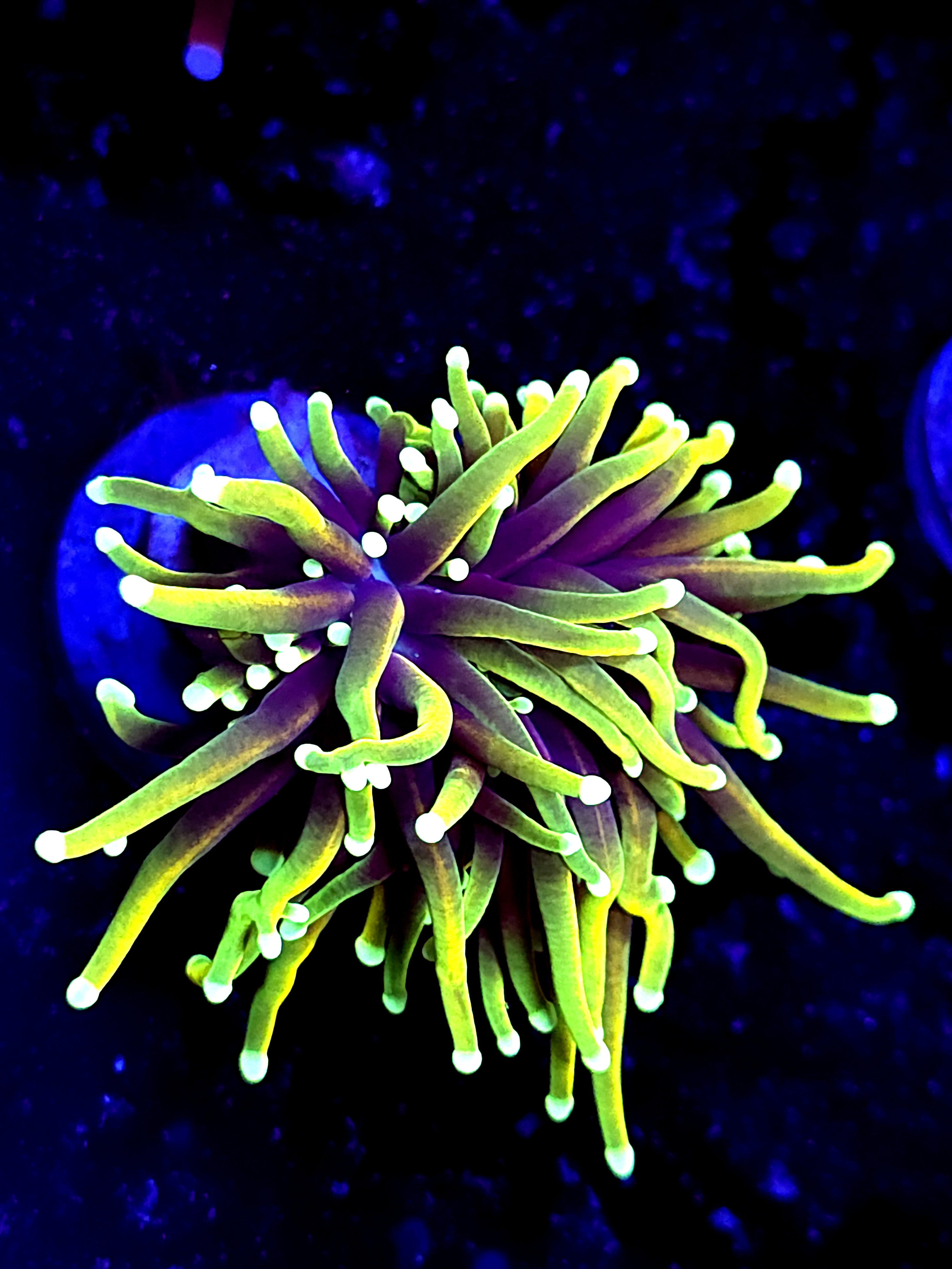 SBB " Dragon Soul" Toch