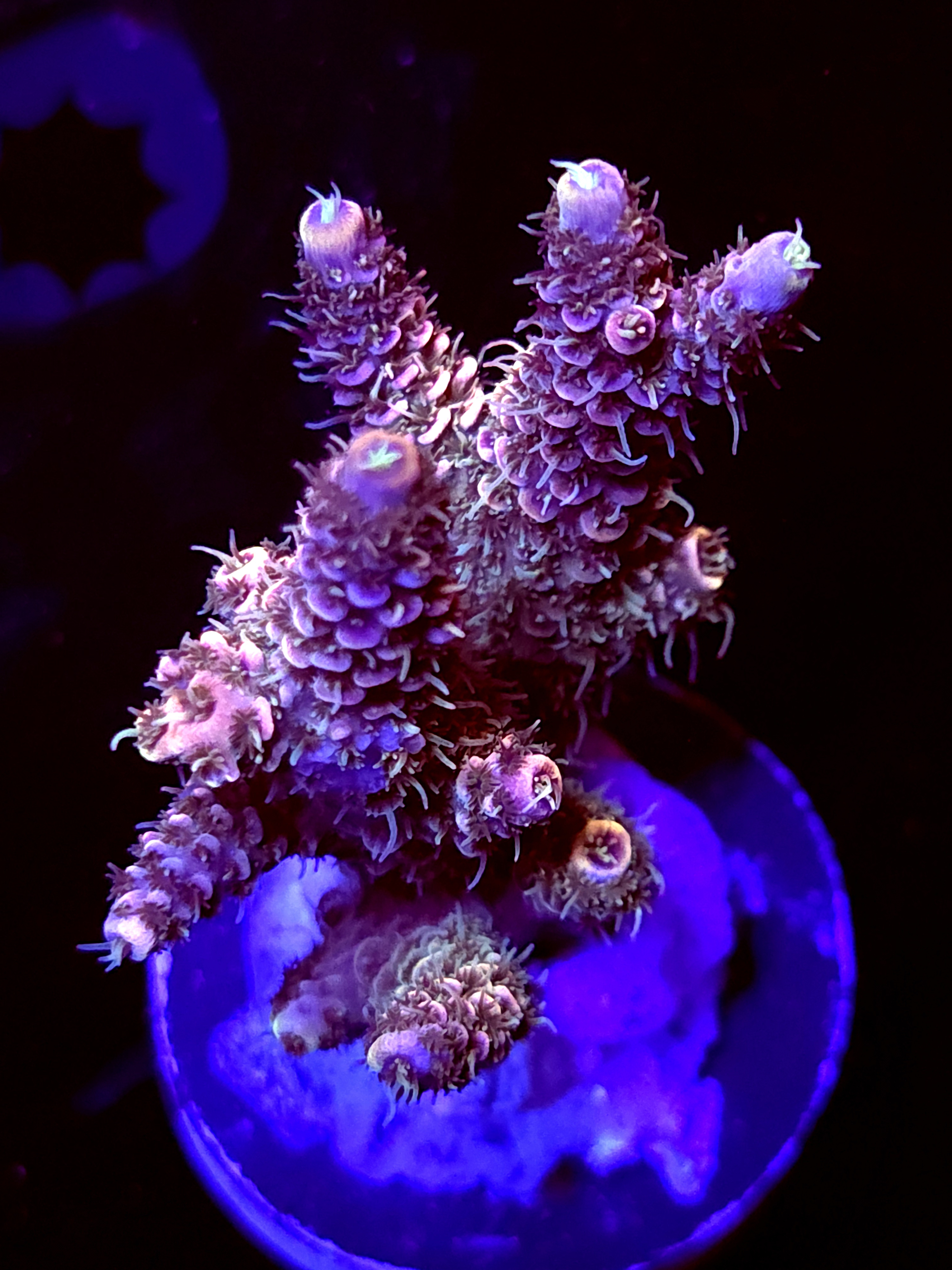 SBB "Prism" Acro Medium Multibranch Colony