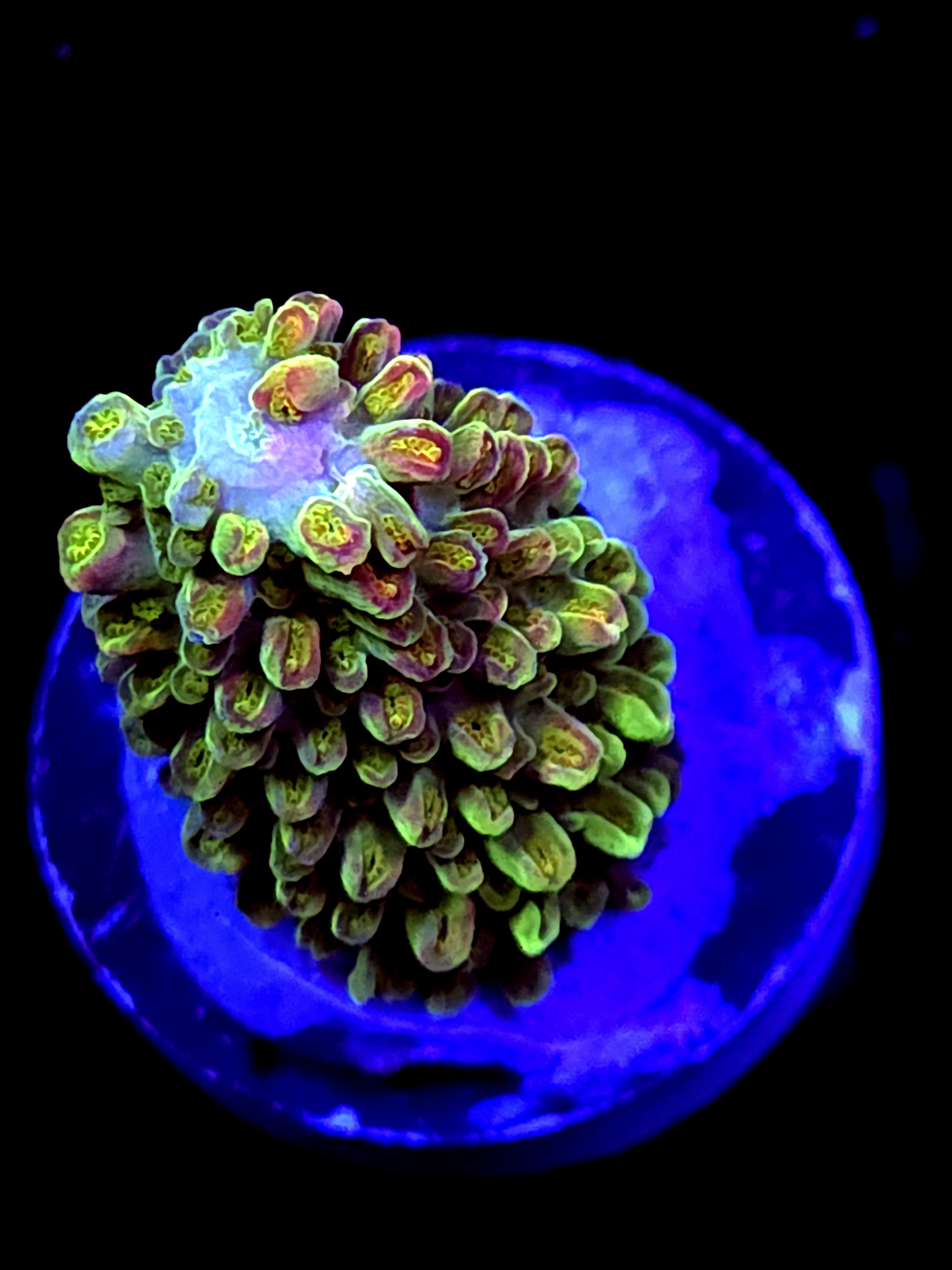 SBB "Yellow Matrix" Acro Medium Chunk Colony