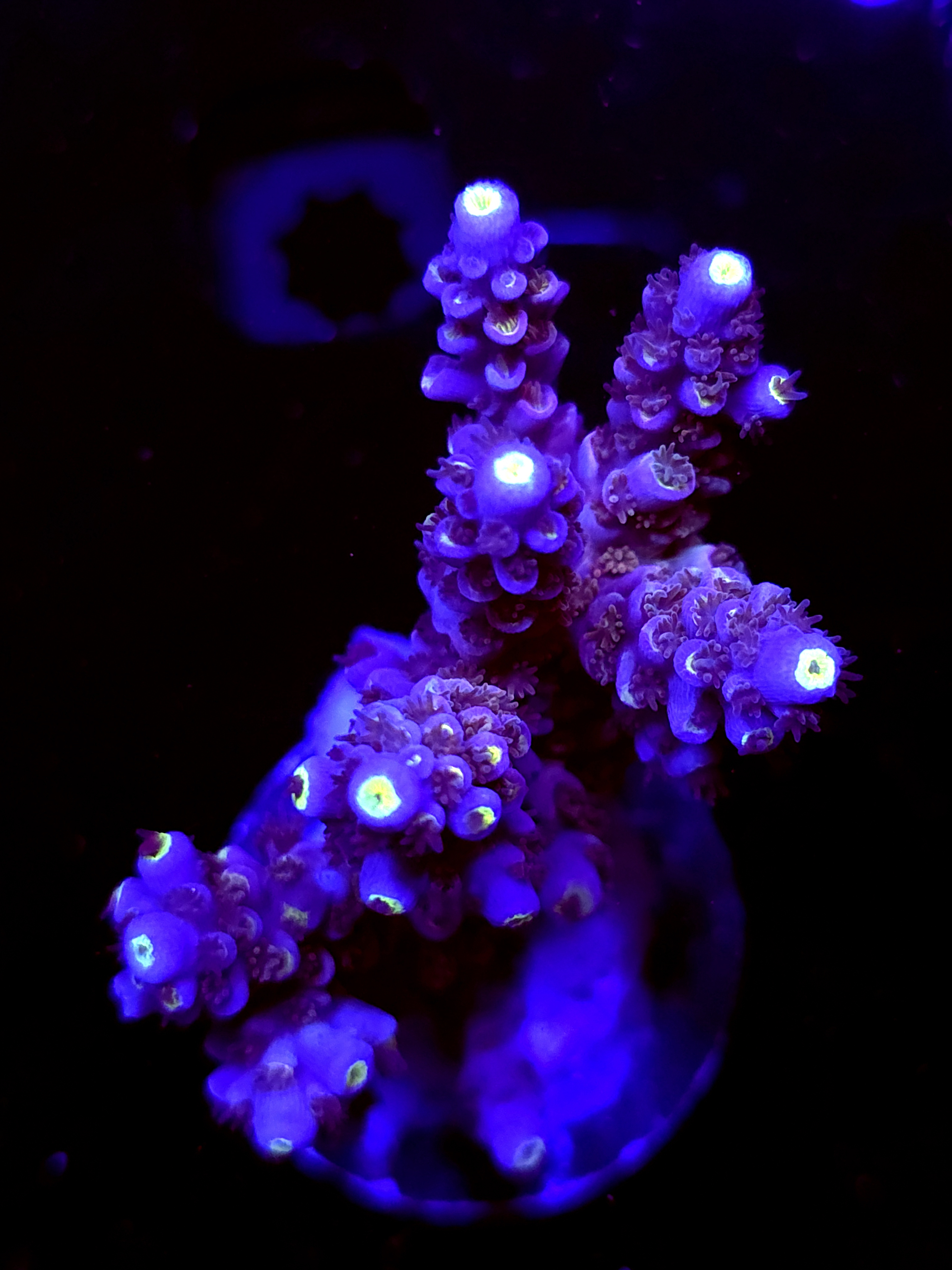 SBB "twisted Steel" Acro Large Multibranch Colony