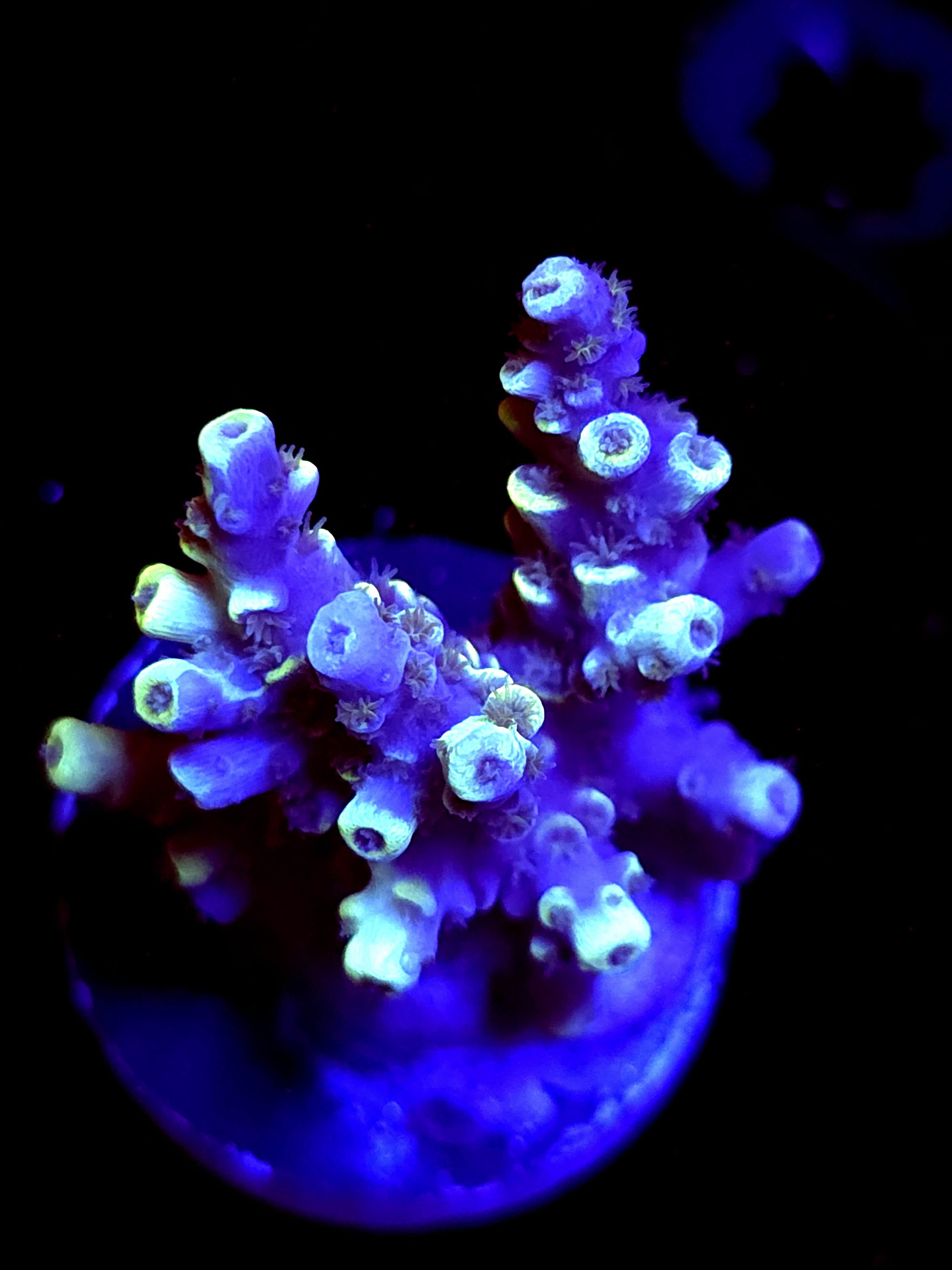 SBB "Grafted King" Acro Medium Multibranch Colony