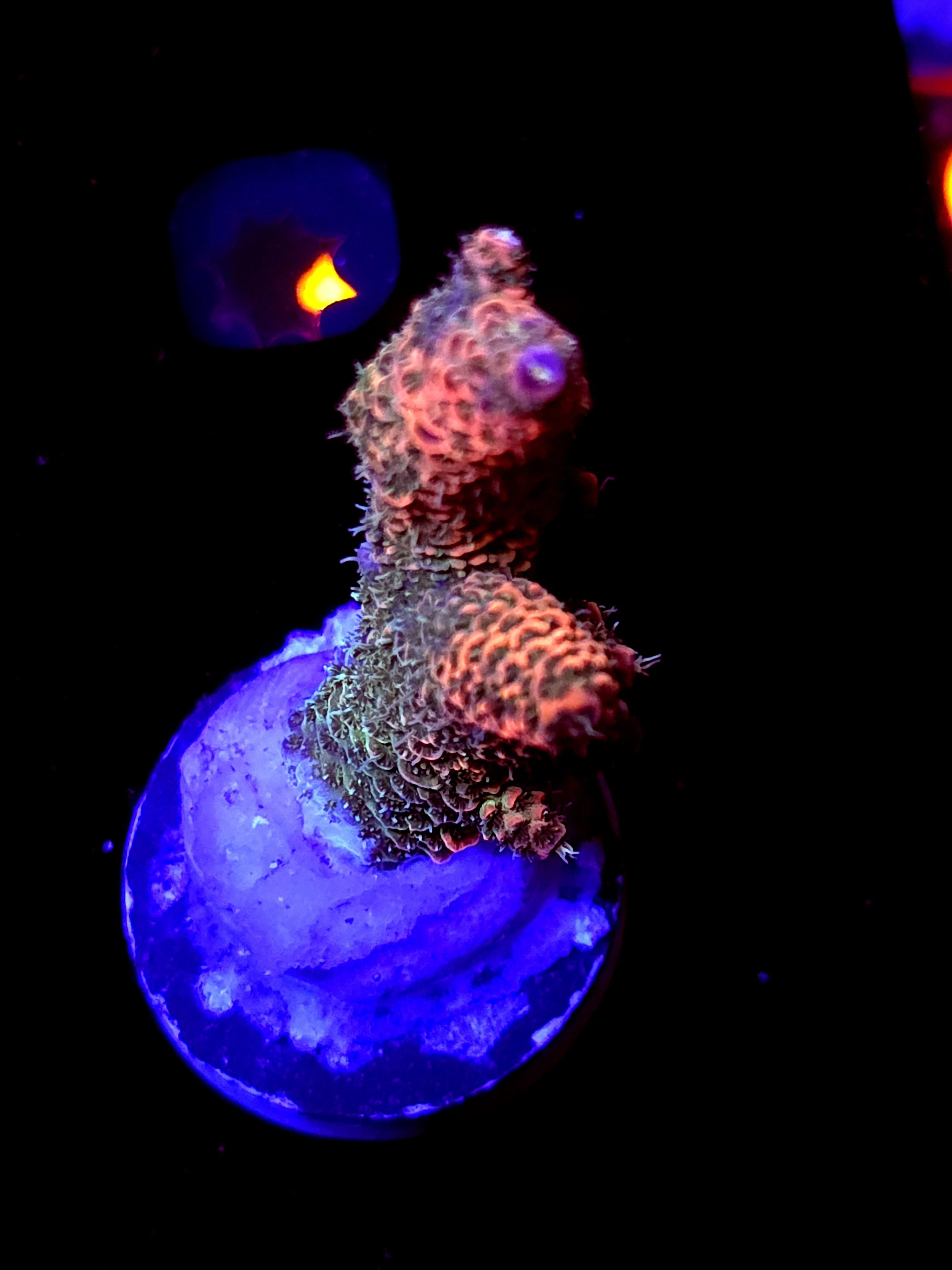 SBB "Mango Tango" Acro Large 2 Branch Colony