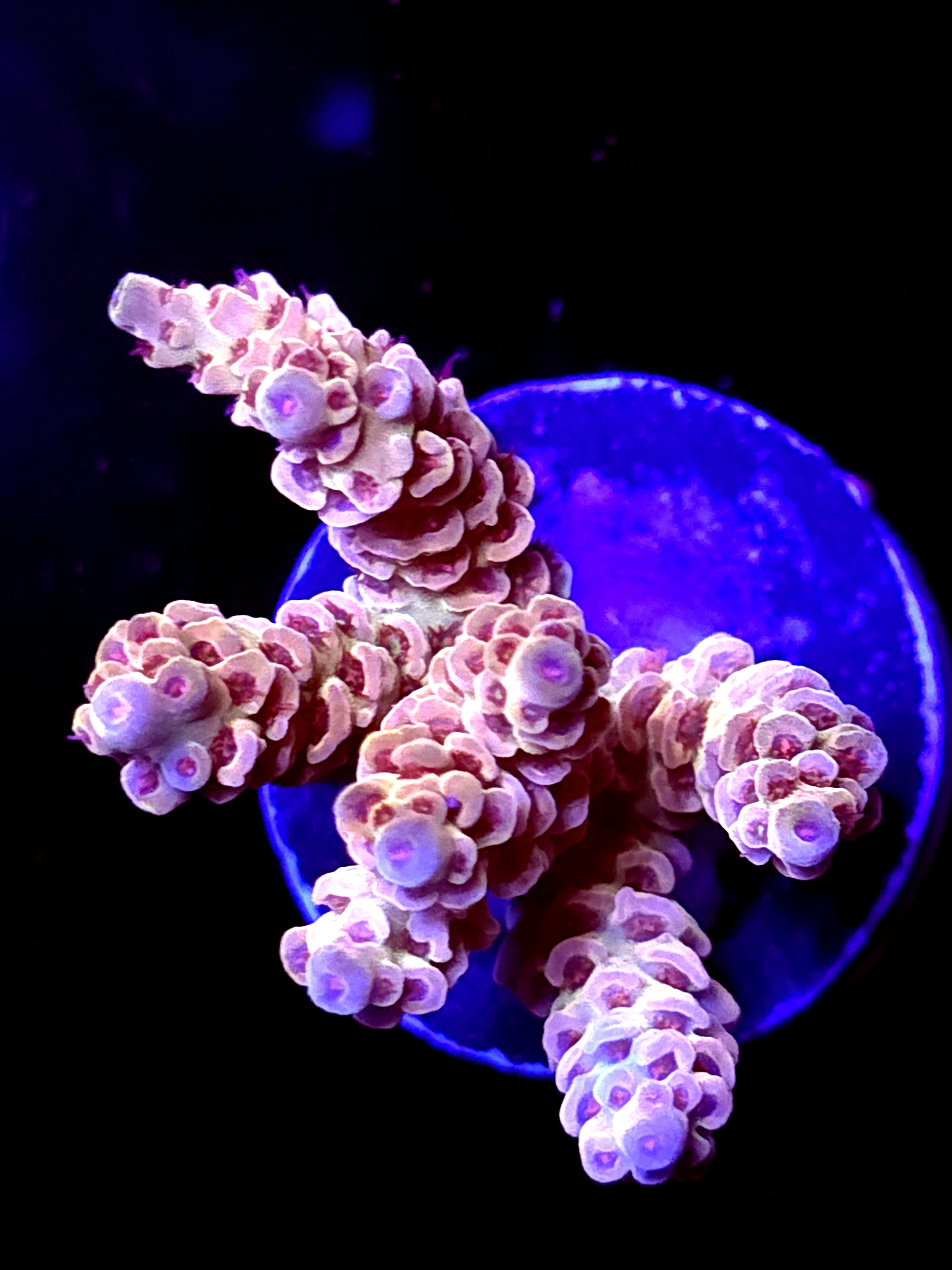 SBB "Cremebule" Acro Medium Multibranch Colony