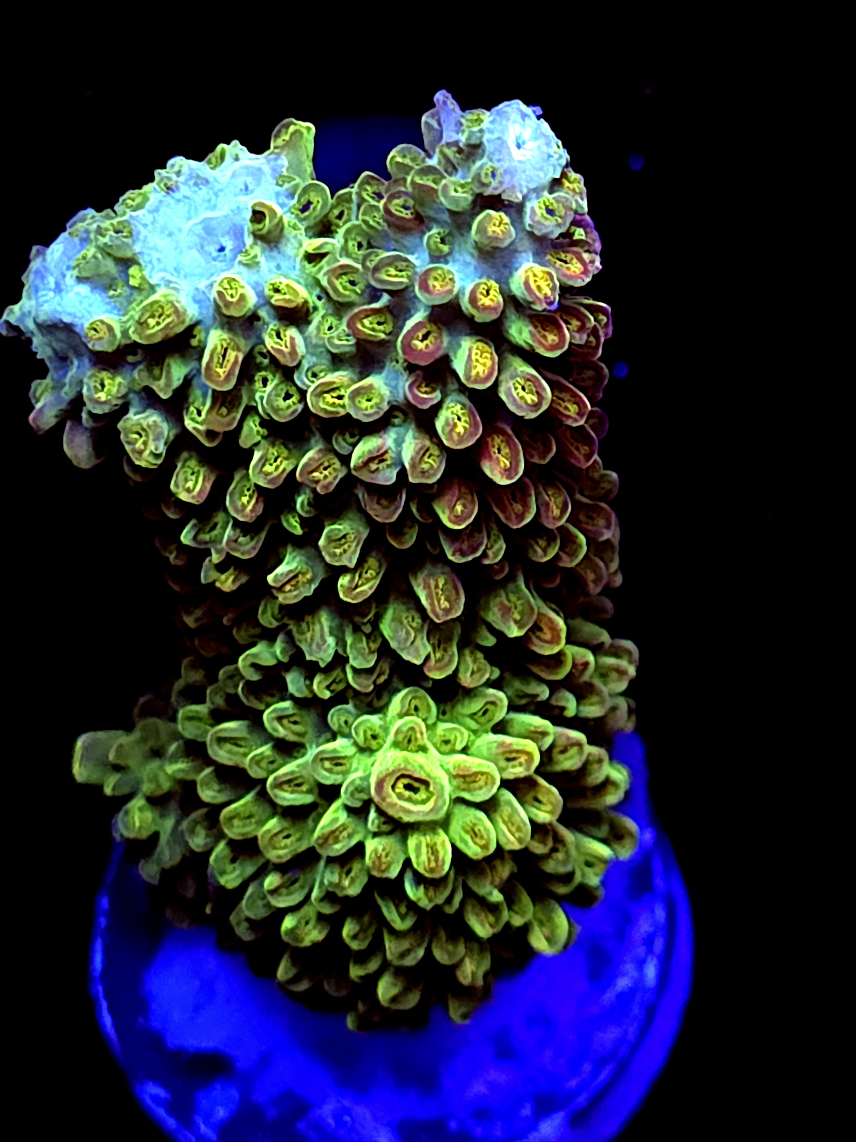 SBB "Yellow Matrix" Acro Xlarge Colony