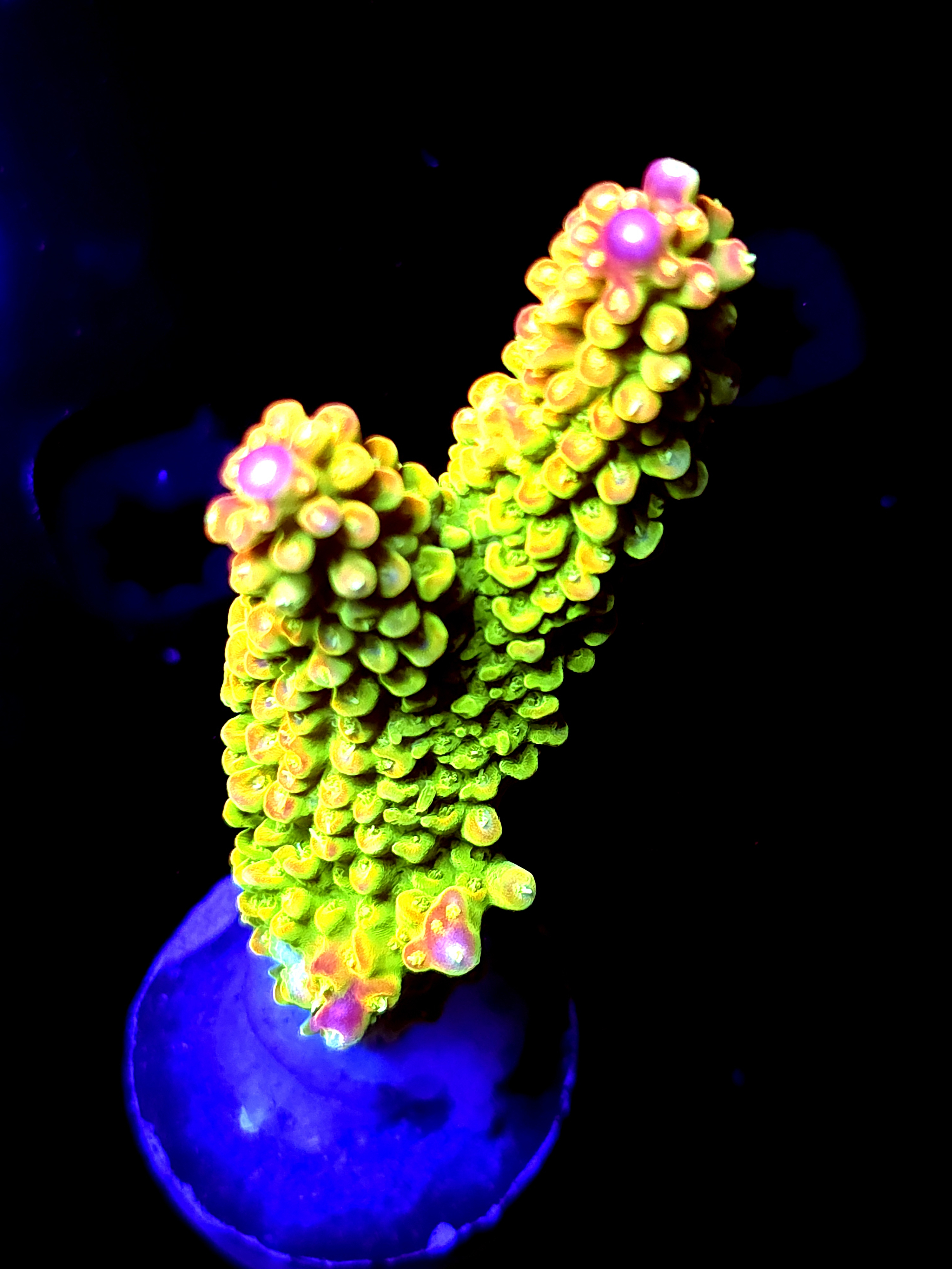 SBB "Yellow Fever" Acro XLarge 2 Branch Colony