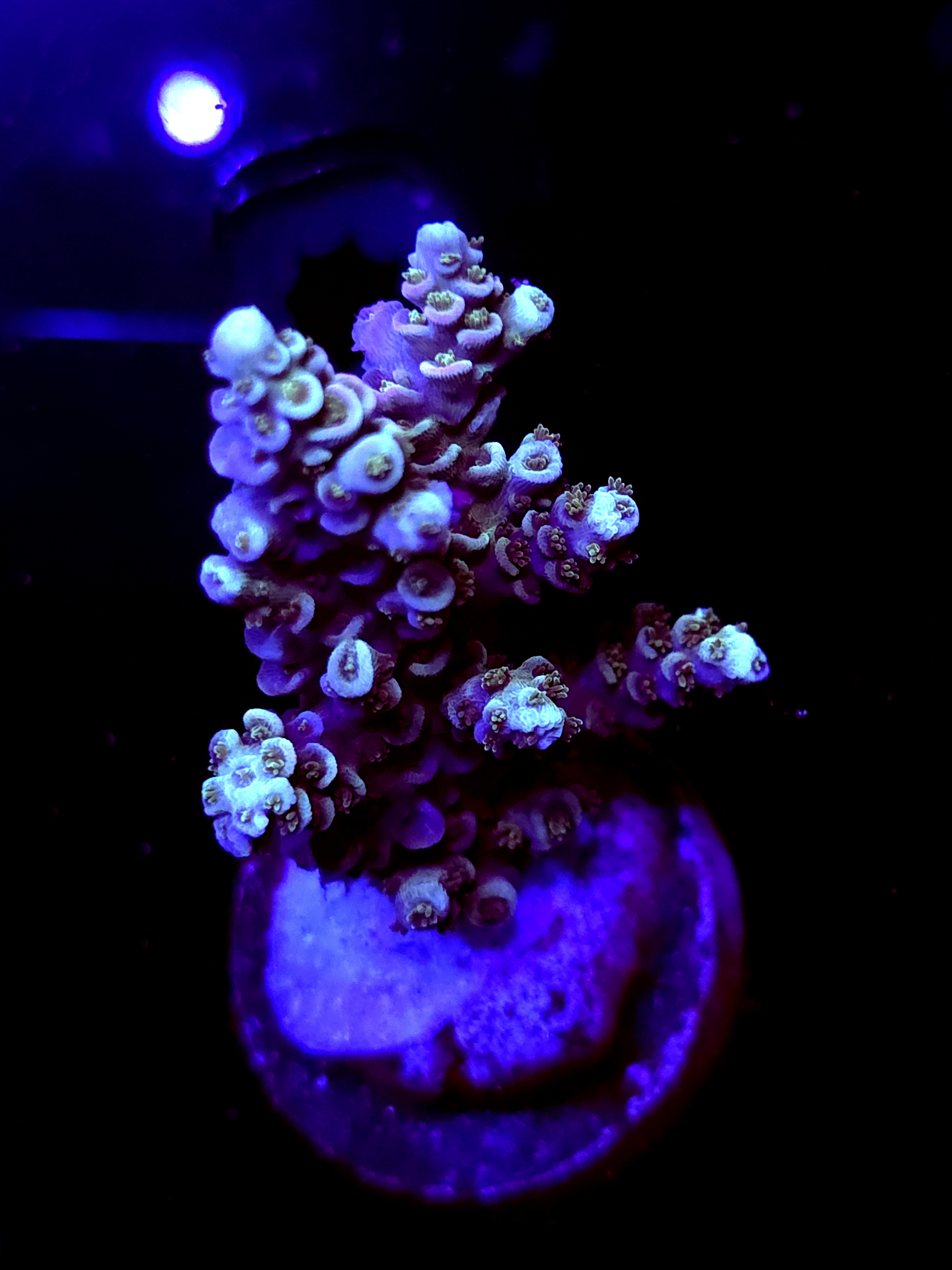 SBB "Data Corrupt" Acro Large Multibranch Colony