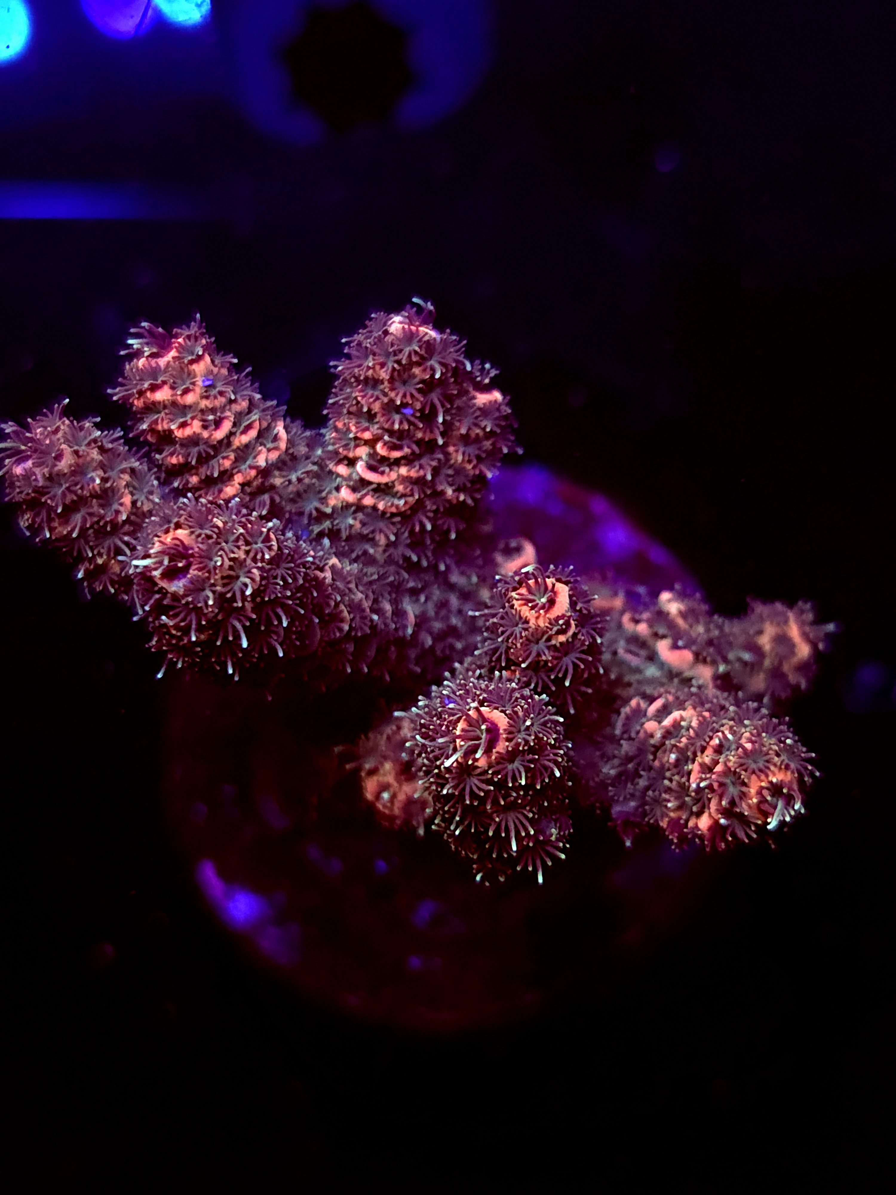 SBB "Mystery Signature" Acro Medium Multibranch Colony