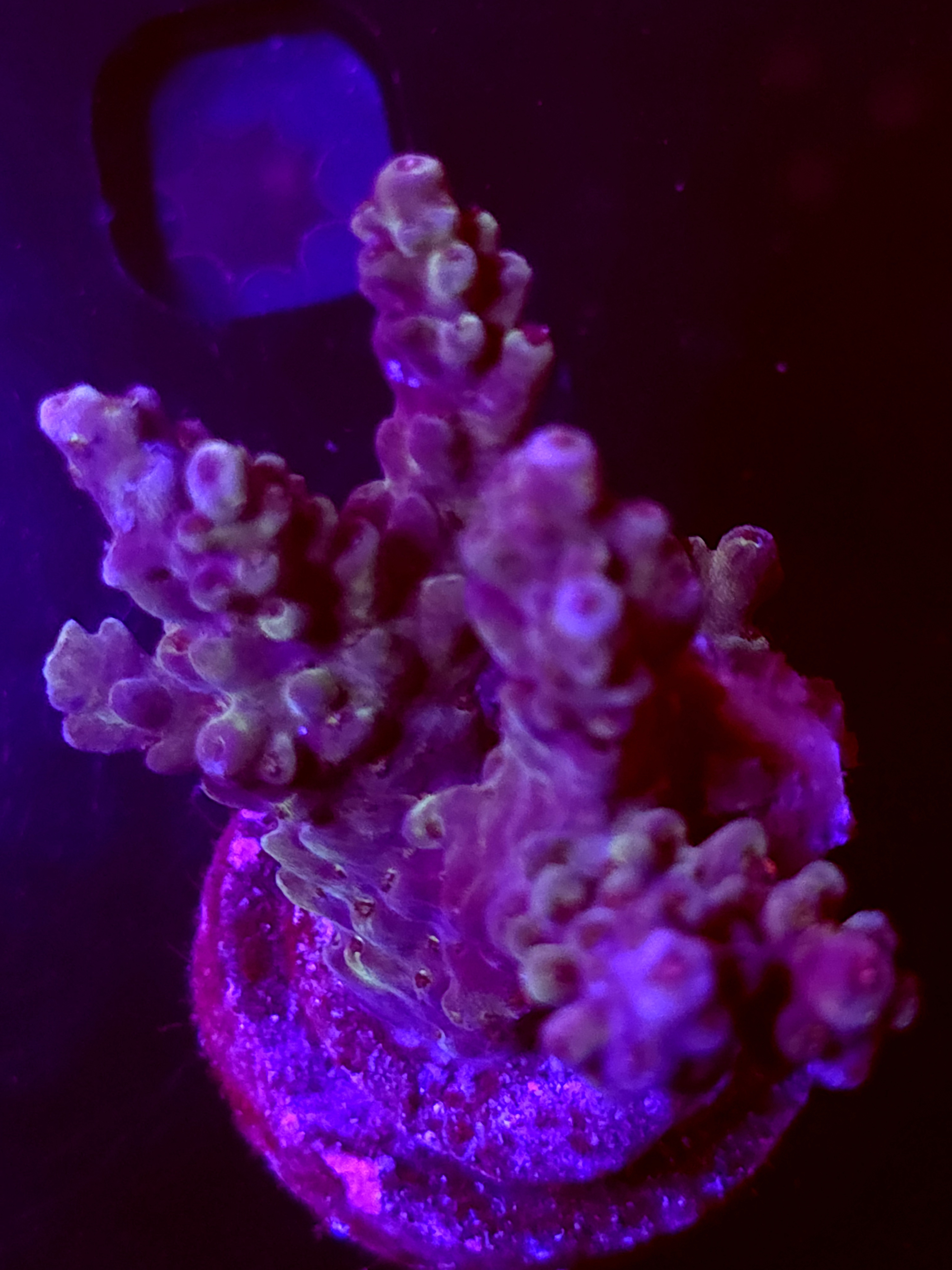 SBB "Shattered Prism" Acro Large Multibranch Colony