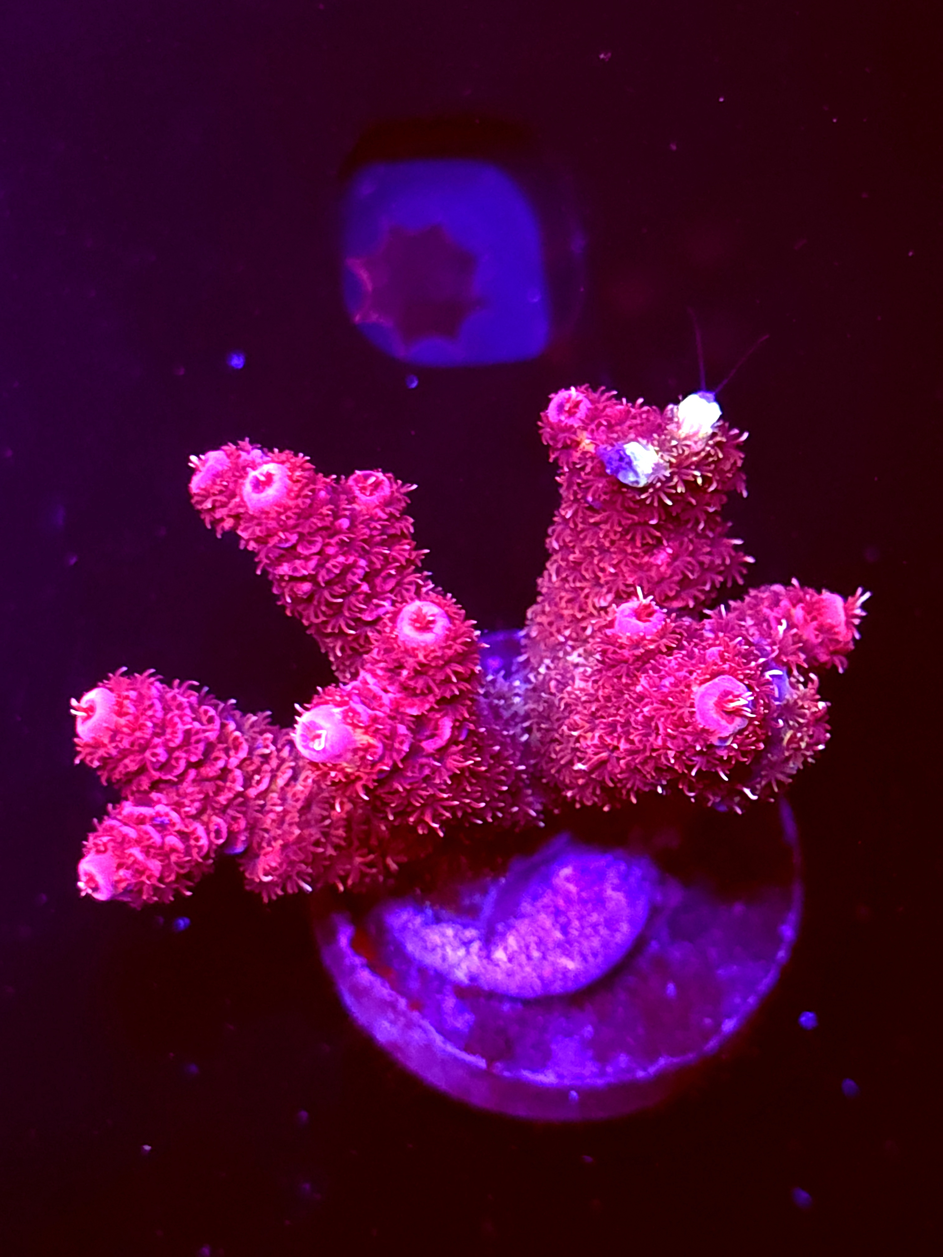SBB "Lava Wax" Acro Large Multibranch Colony