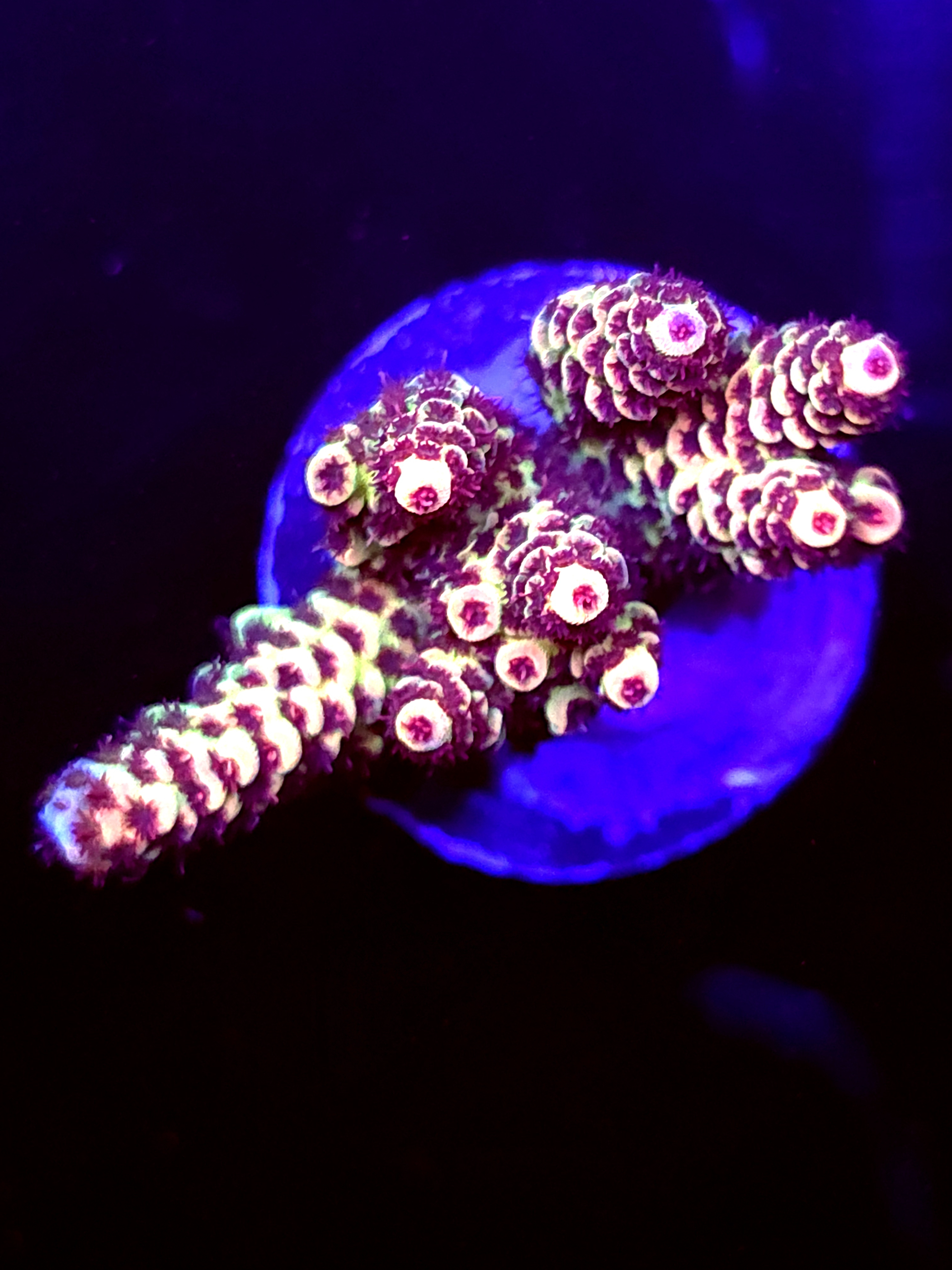 SBB "Heartland" Acro Medium Multibranch Colony