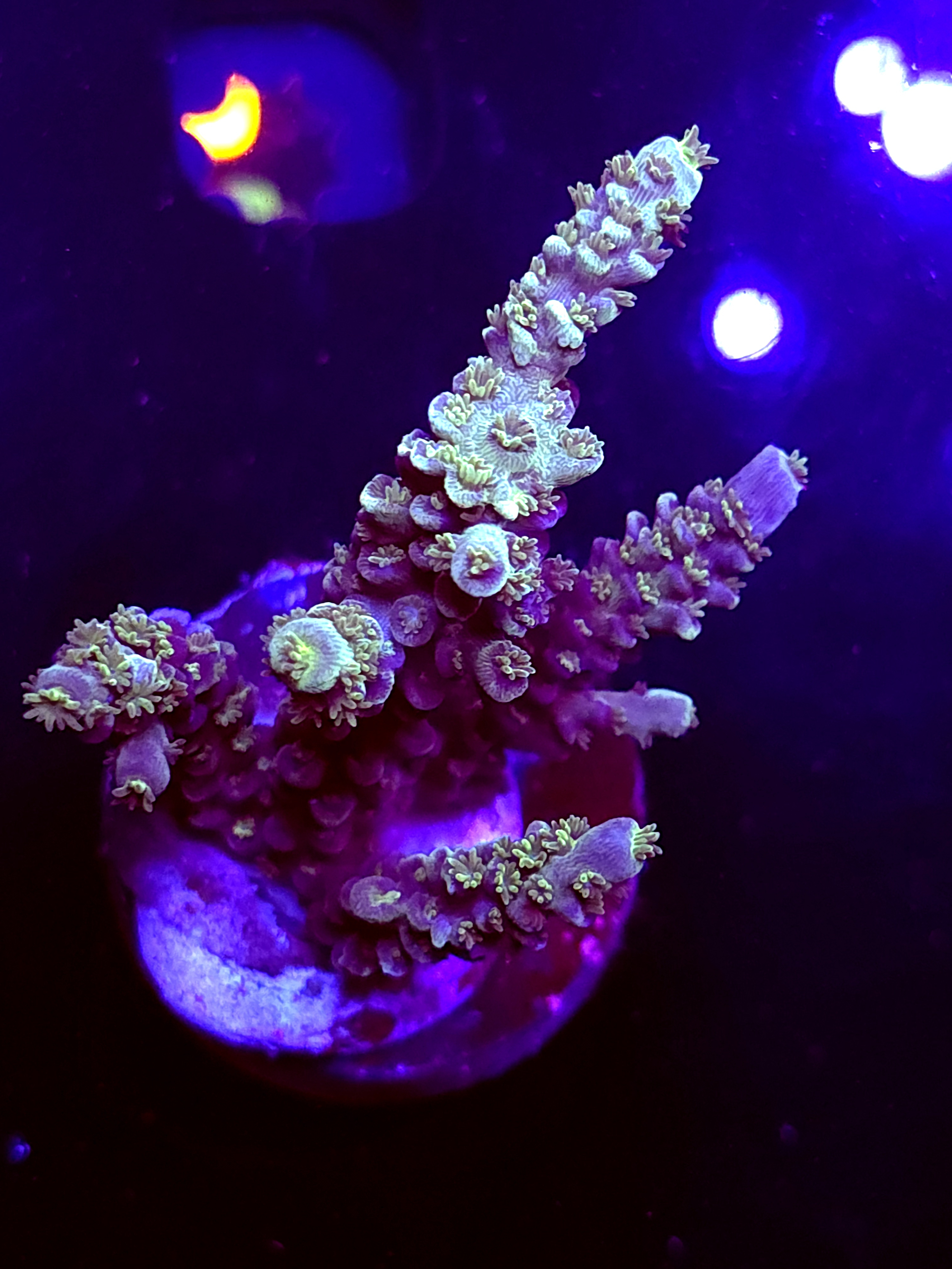 SBB "Viral Surge" Acro Large 4 Branch Colony