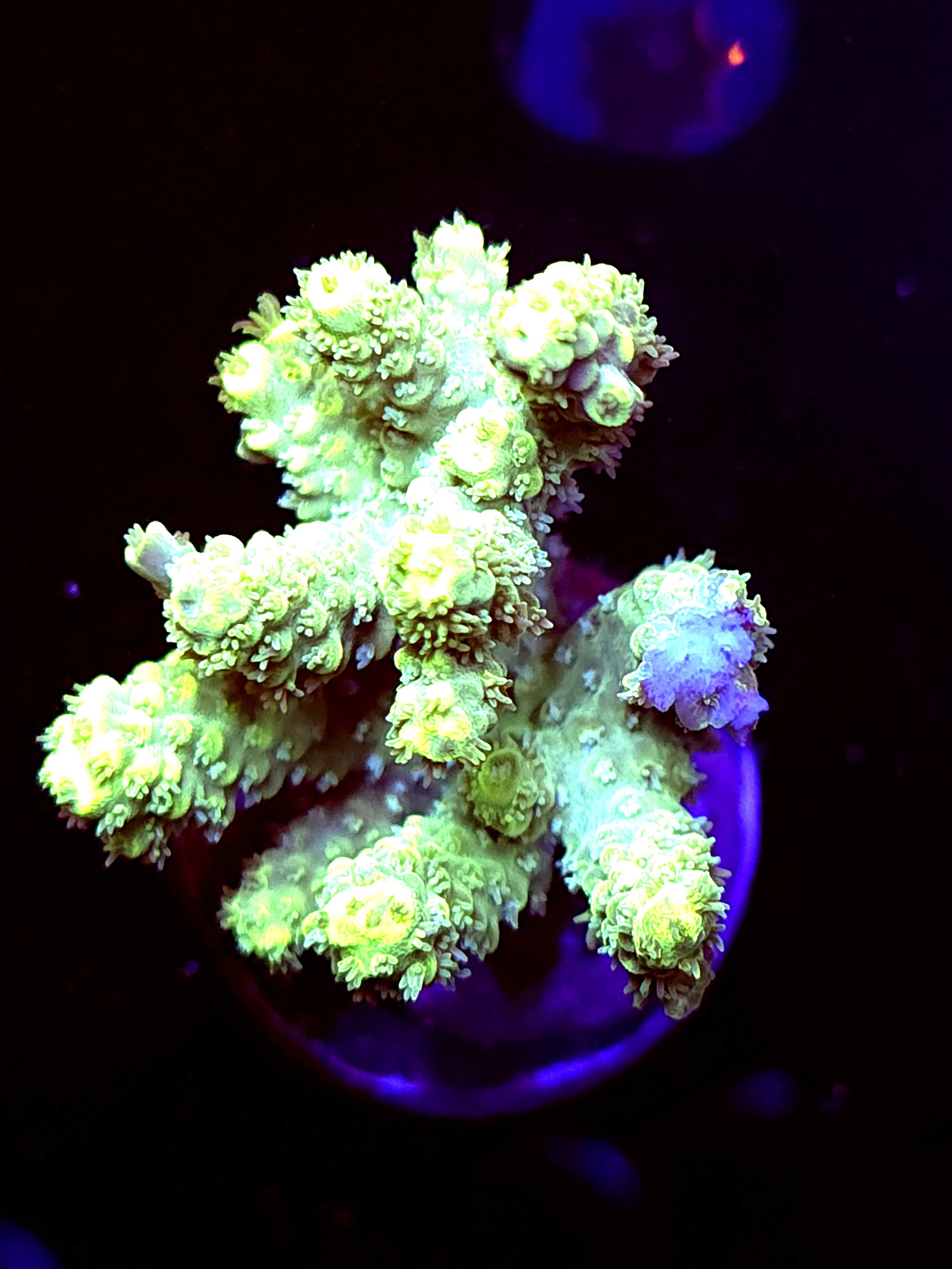 SBB "Aqua Stik Stone Grey" Acro Large Multibranch Colony