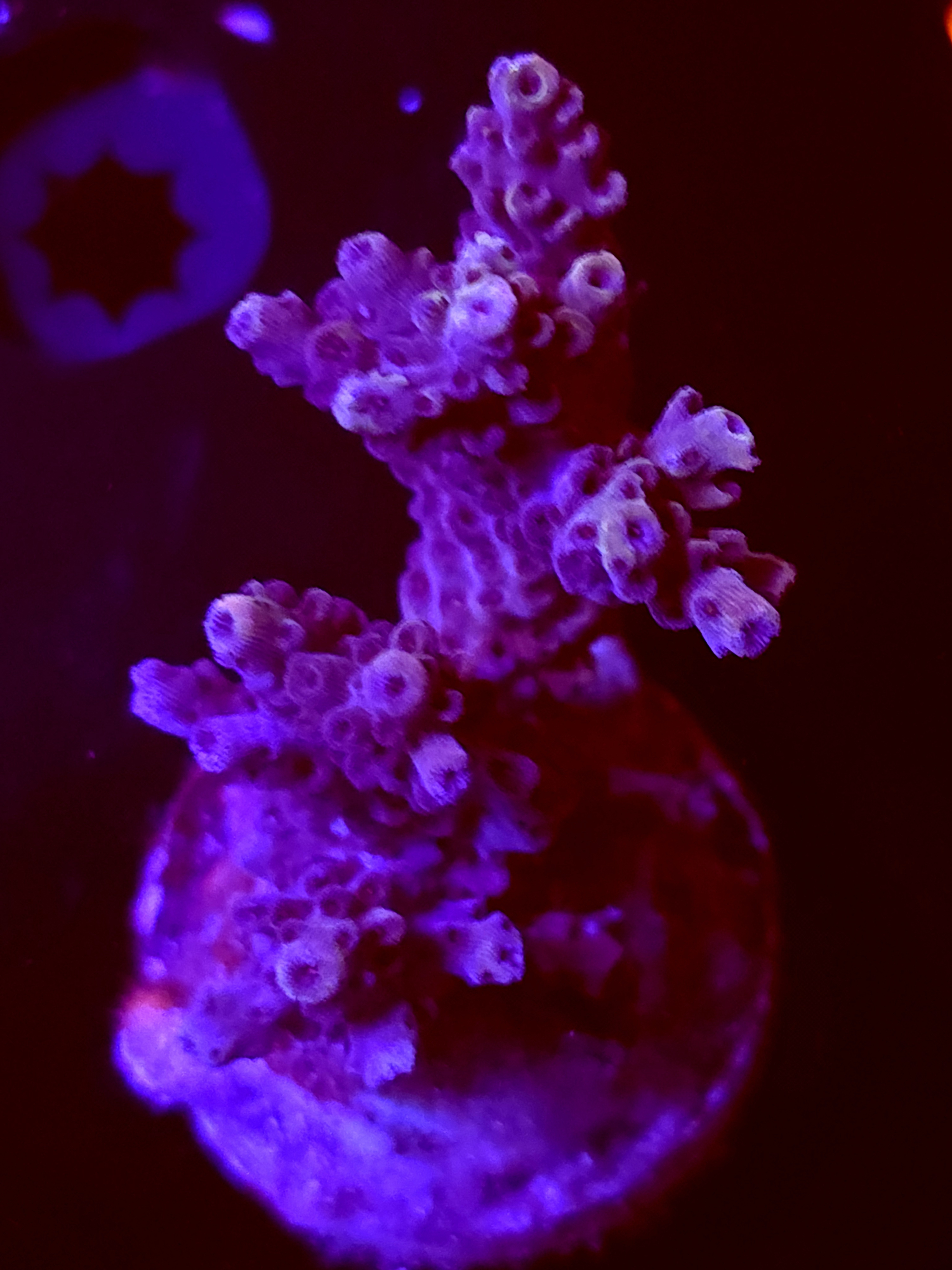 SBB "Dark Matter" Acro Large 3 Branch Colony