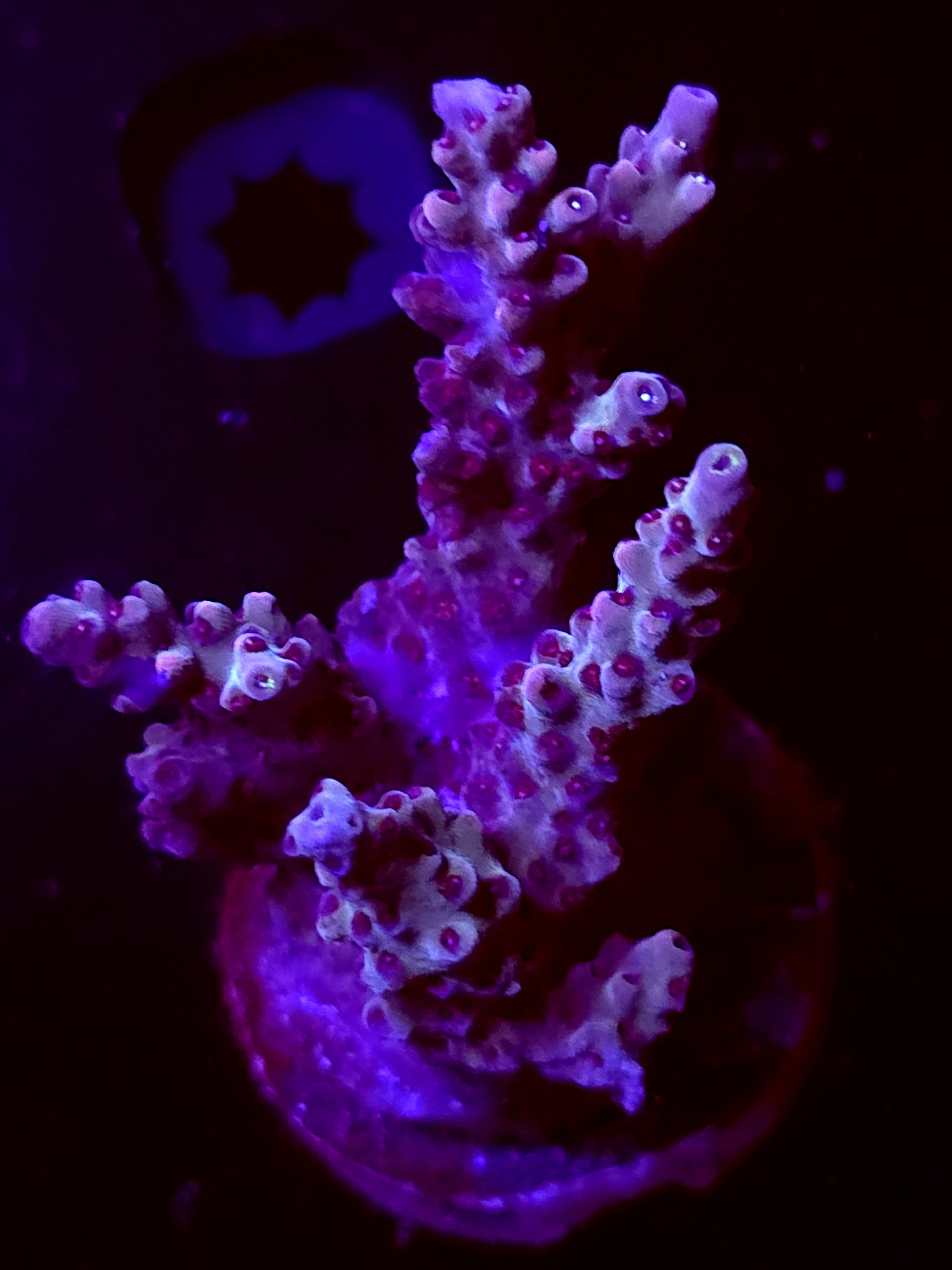 SBB "Warp Core" Acro Large 4 Branch Colony