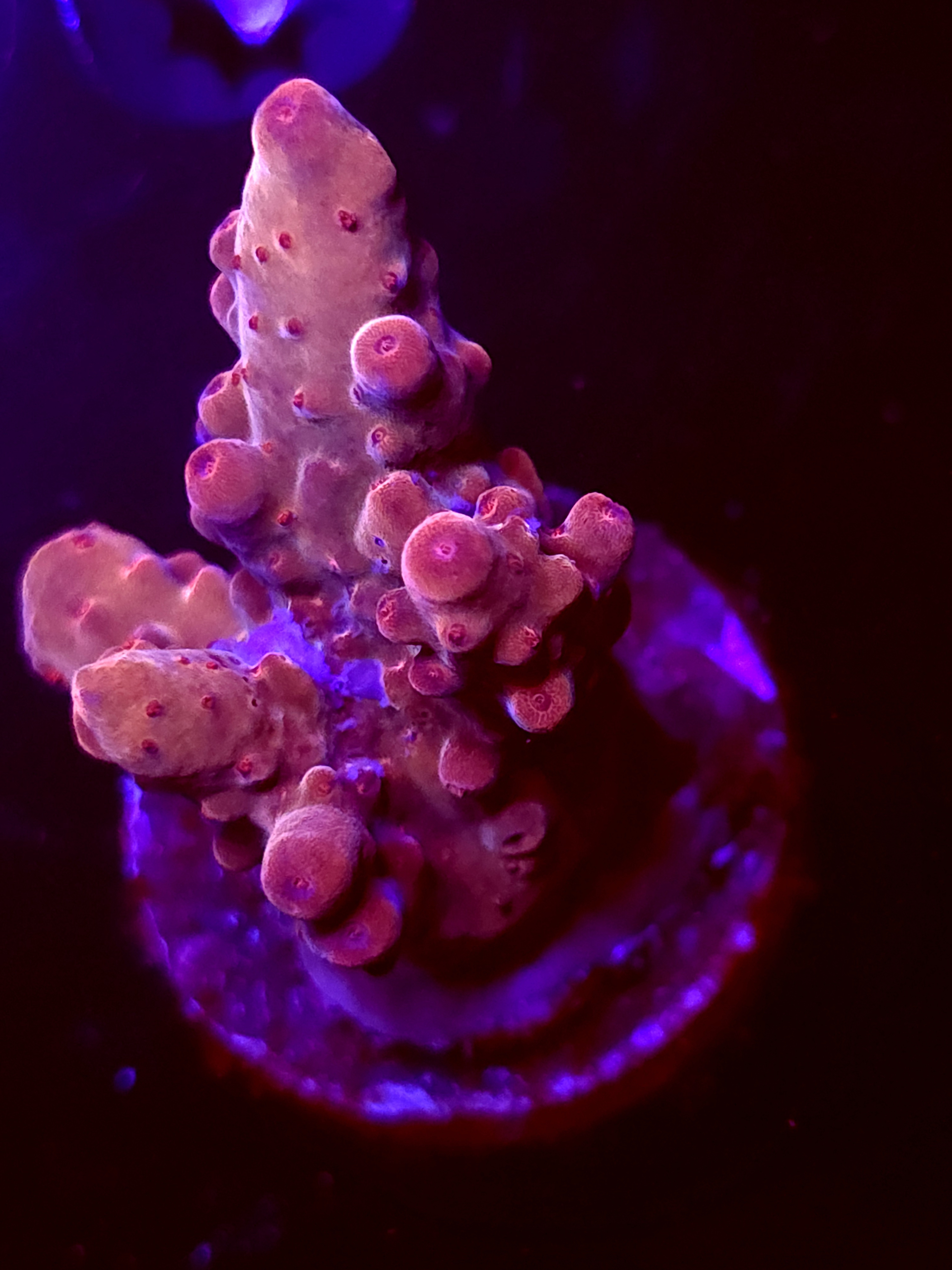 SBB "Mystery Signature" Acro Medium Chunky Colony