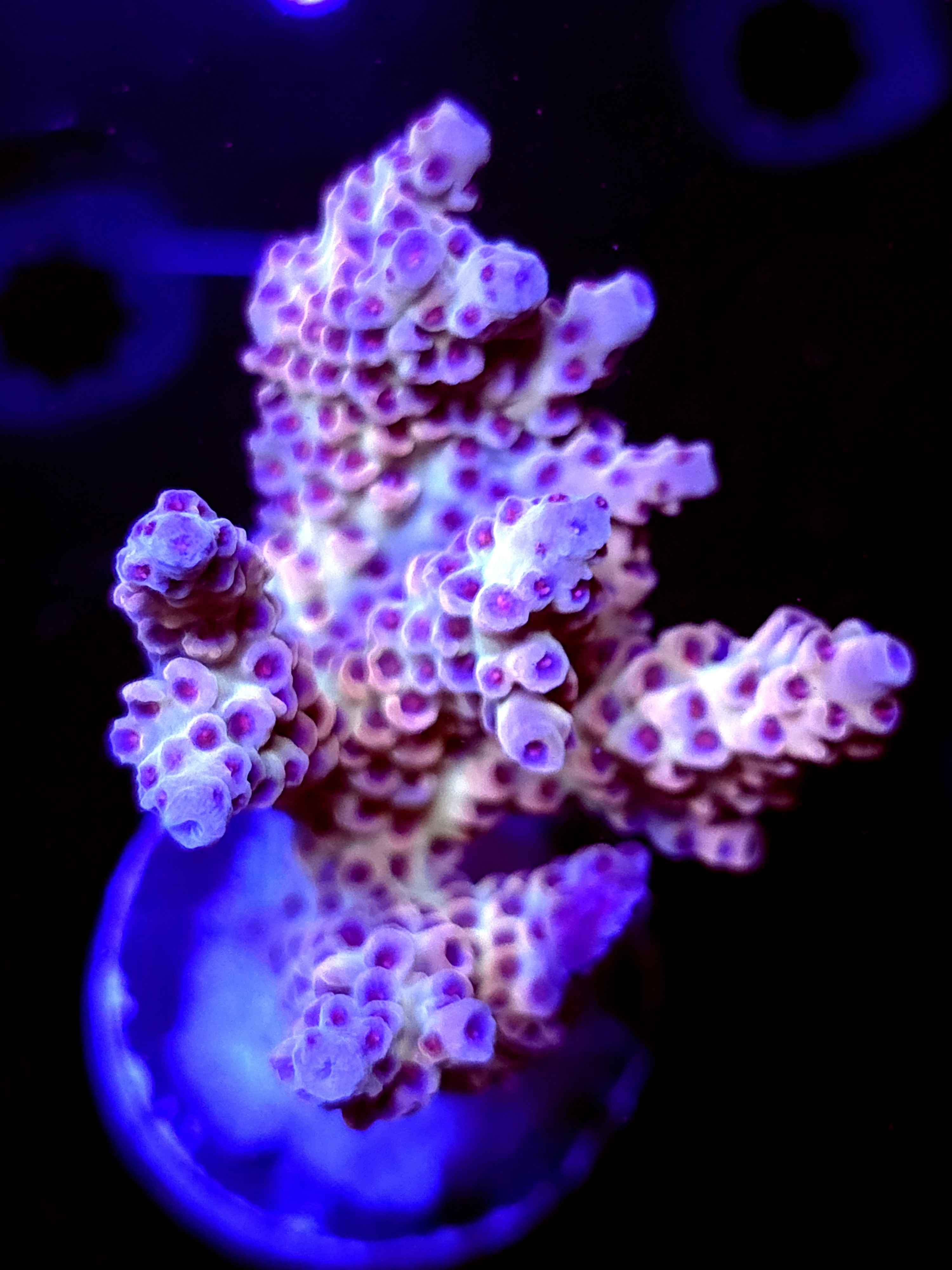 SBB "Magic Wizard" Acro Large Multibanch Colony