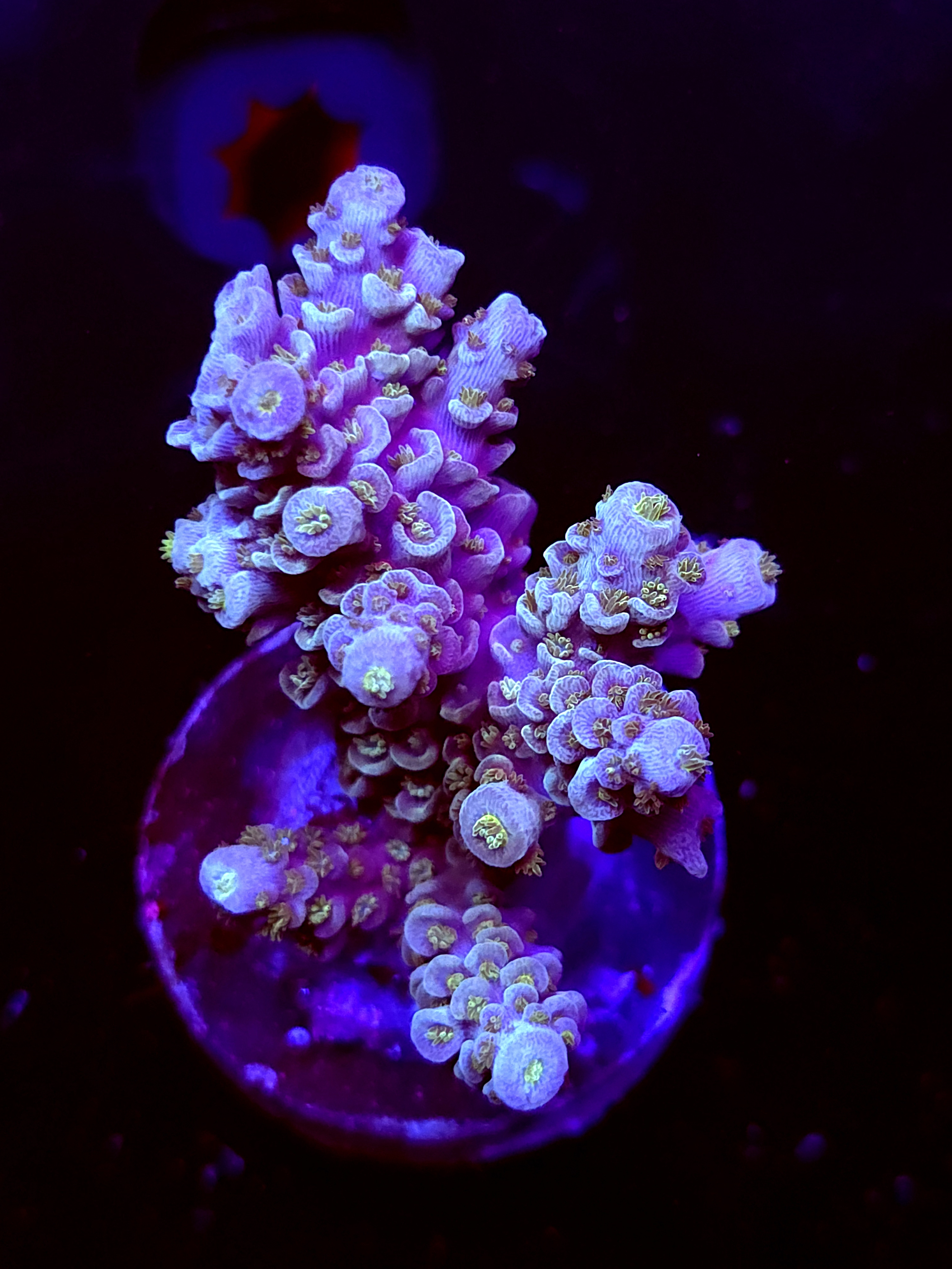 SBB "Quantum Ridge" Acro Medium Multibranch Colony