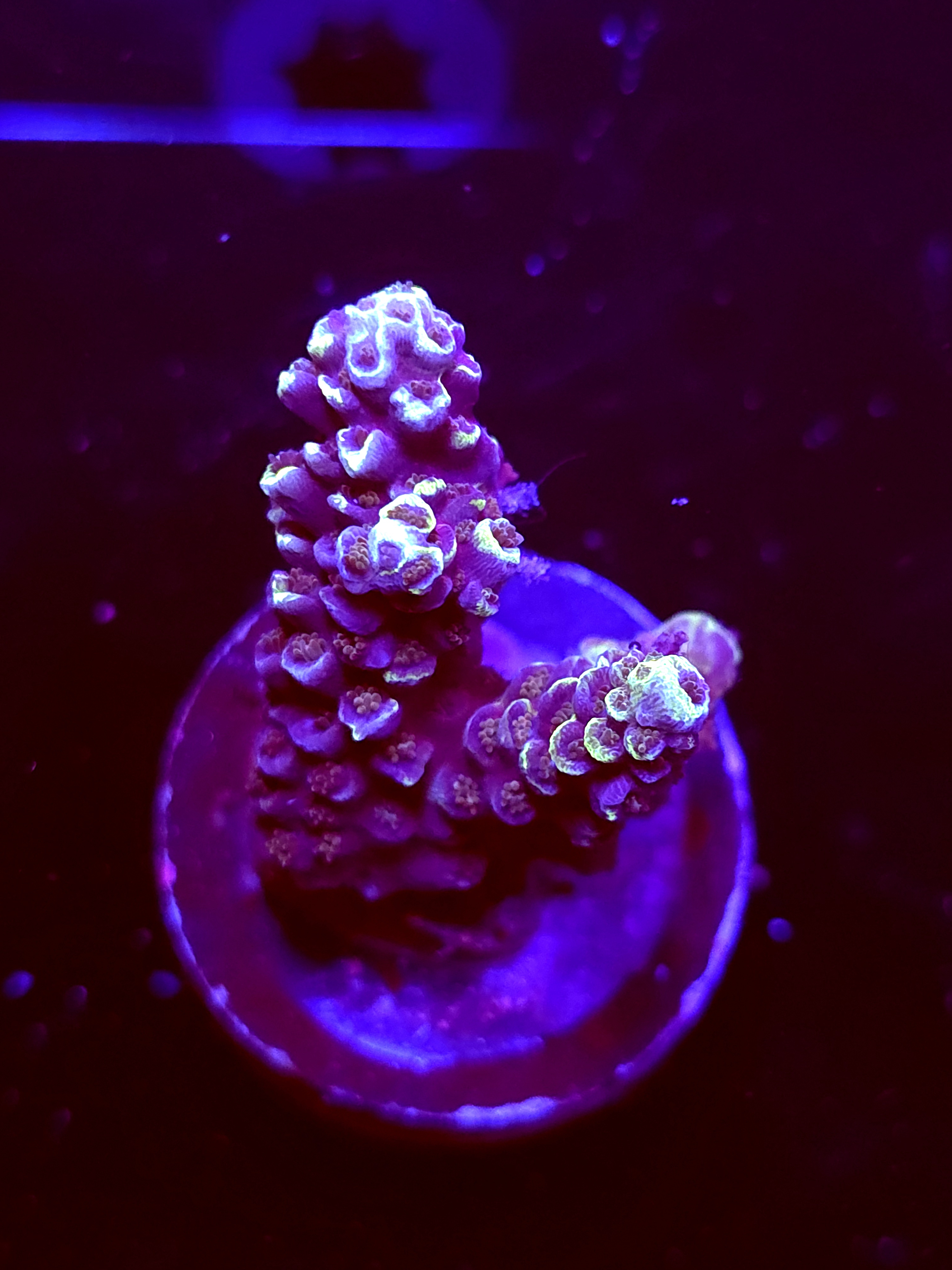 SBB "Yellow Jacket"Acro Medium 3 Branch Colony